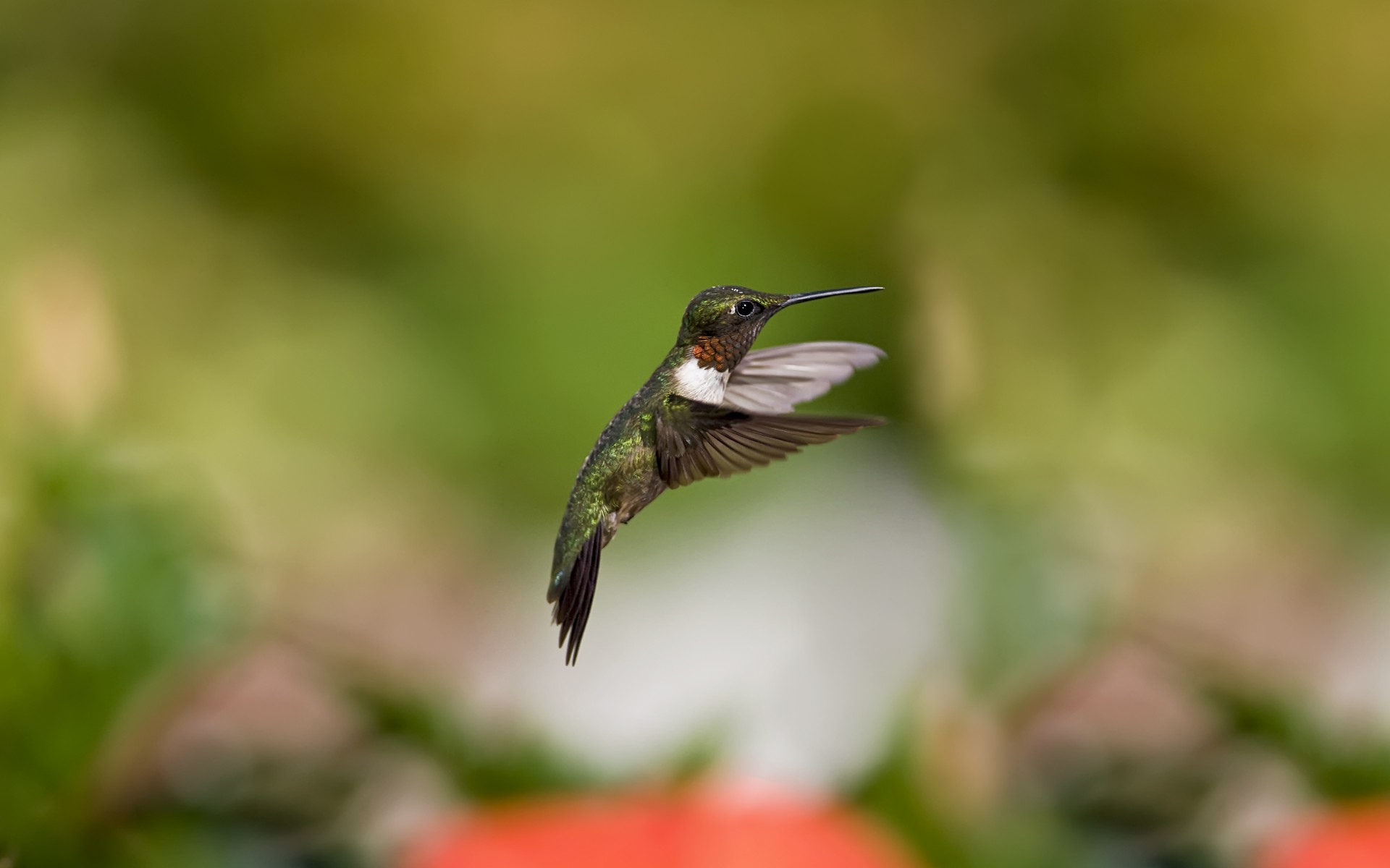 Handy-Wallpaper Kolibri, Vögel, Tiere kostenlos herunterladen.