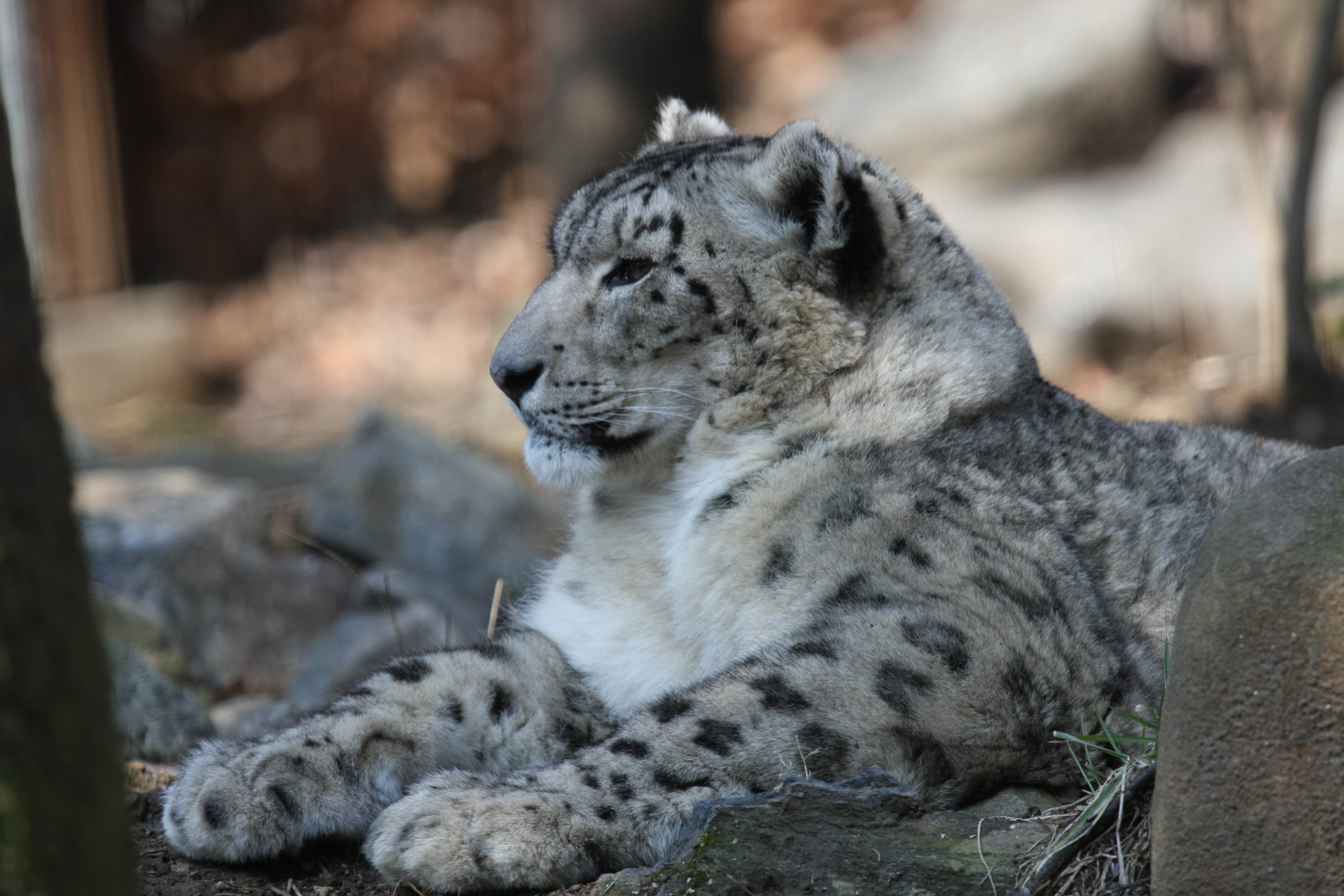 Download mobile wallpaper Snow Leopard, Cats, Animal for free.