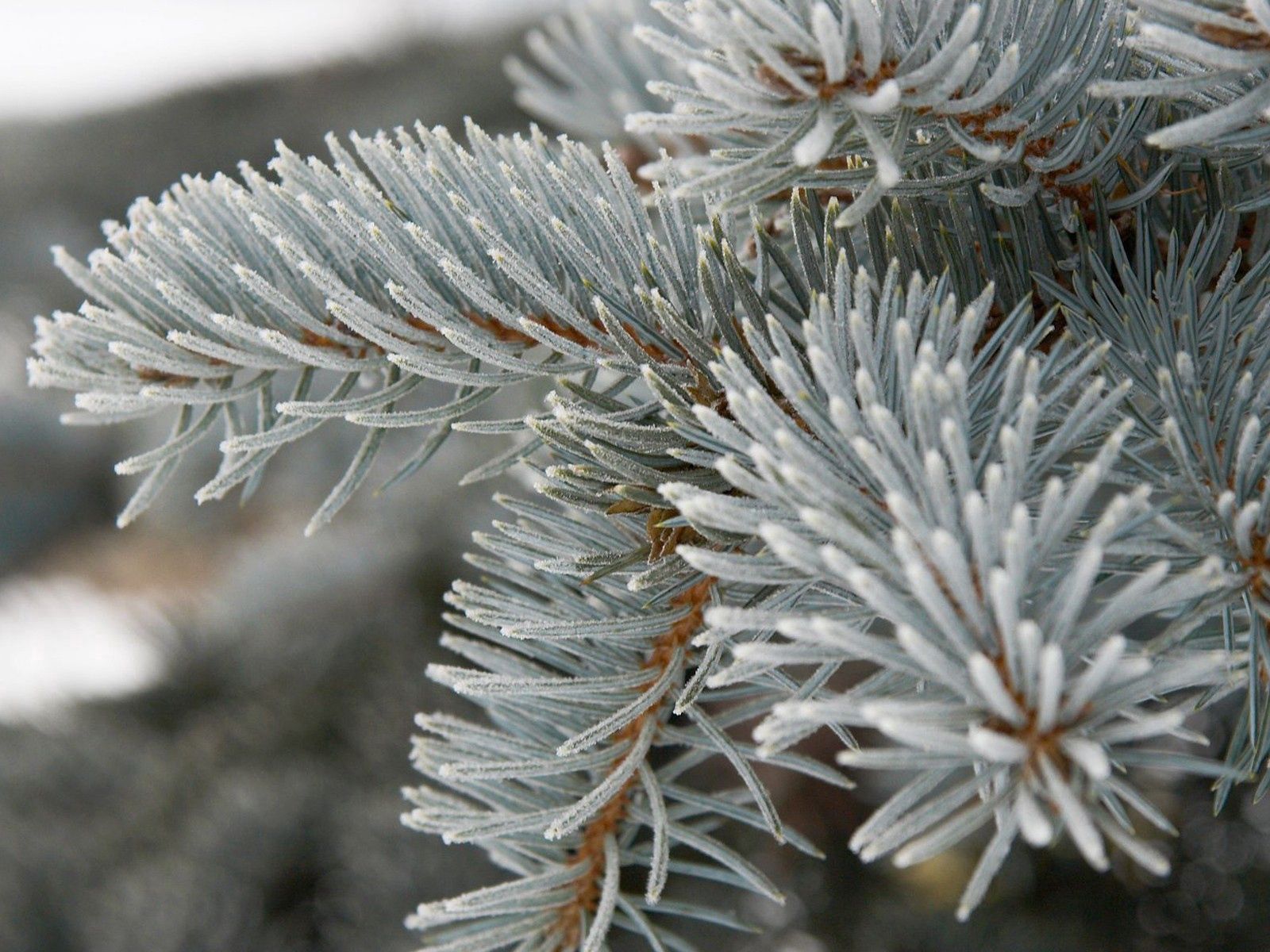 macro, branch, spruce, fir, grey, barbed, spiny