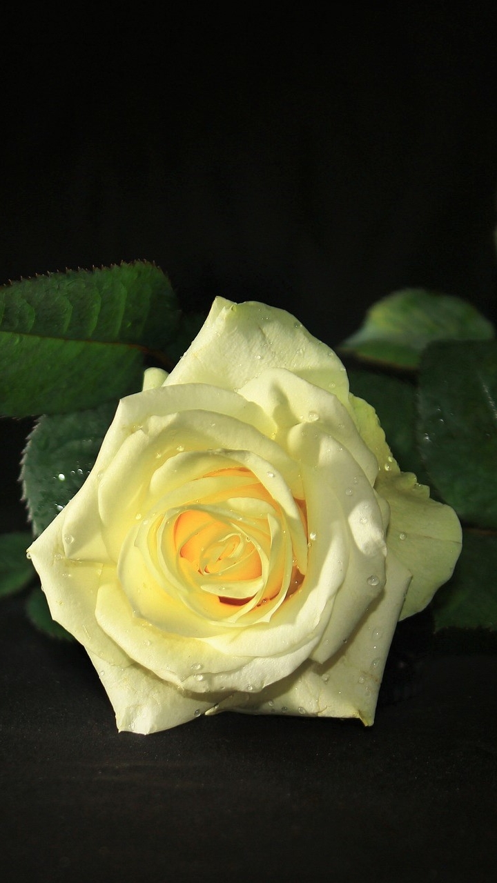 Скачать картинку Цветок, Роза, Белая Роза, Белый Цветок, Земля/природа, Флауэрсы в телефон бесплатно.