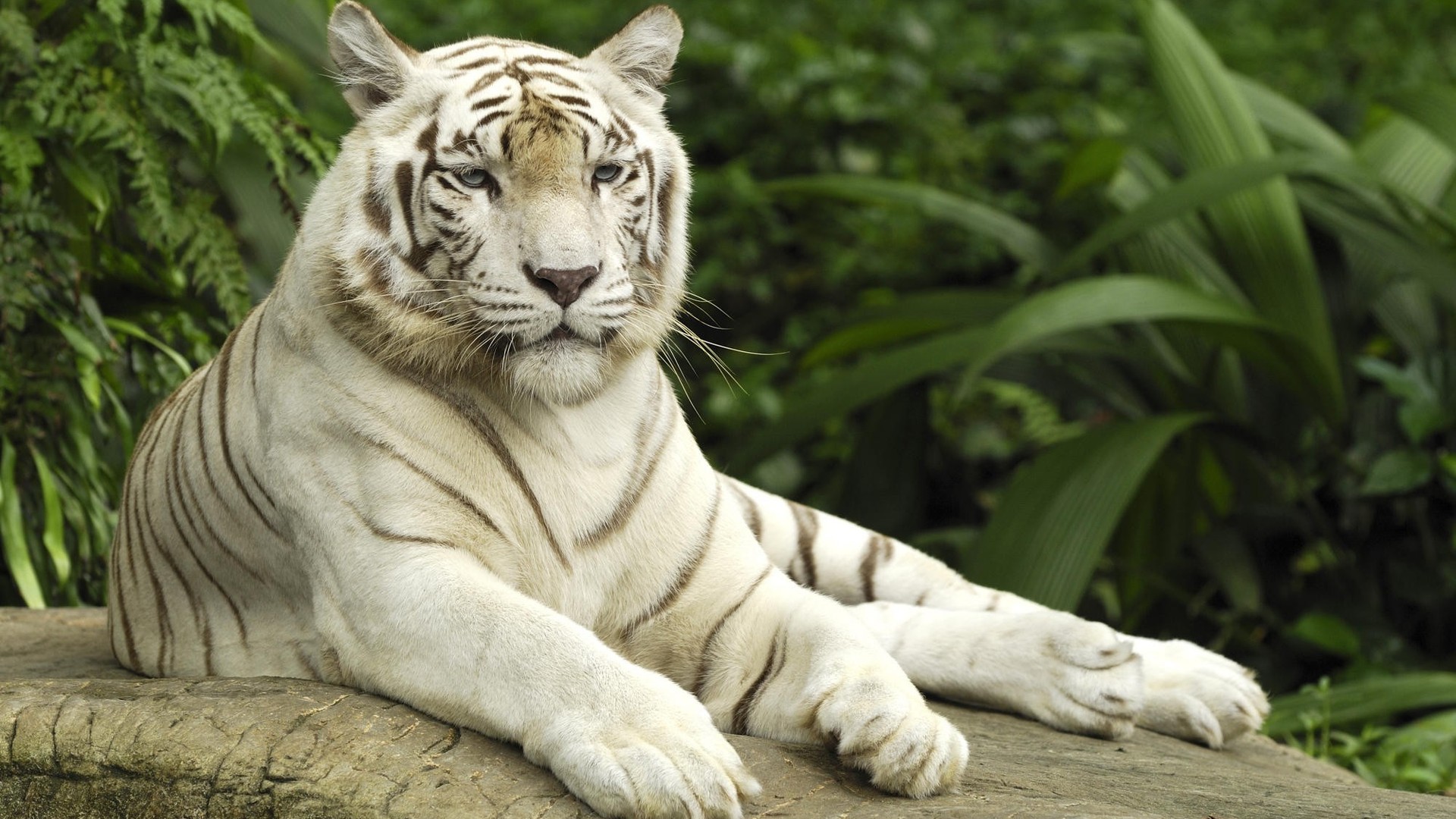 Скачать картинку Животные, Белый Тигр в телефон бесплатно.