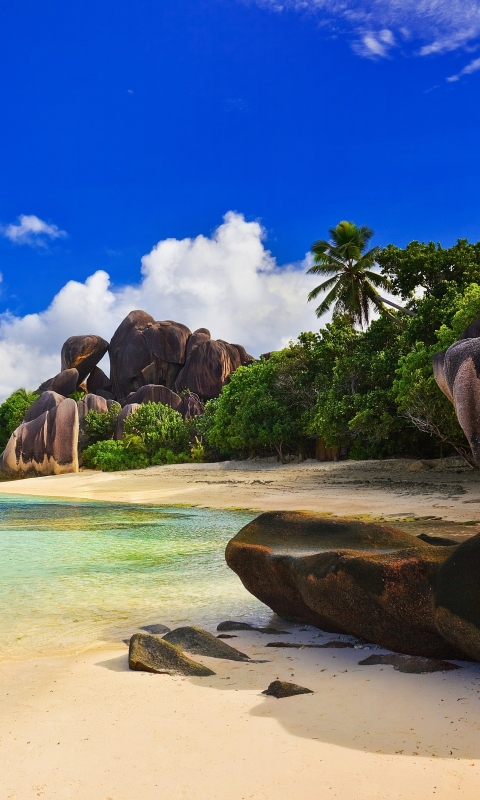 Download mobile wallpaper Sky, Beach, Earth, Tropics, Palm Tree, Seashore for free.