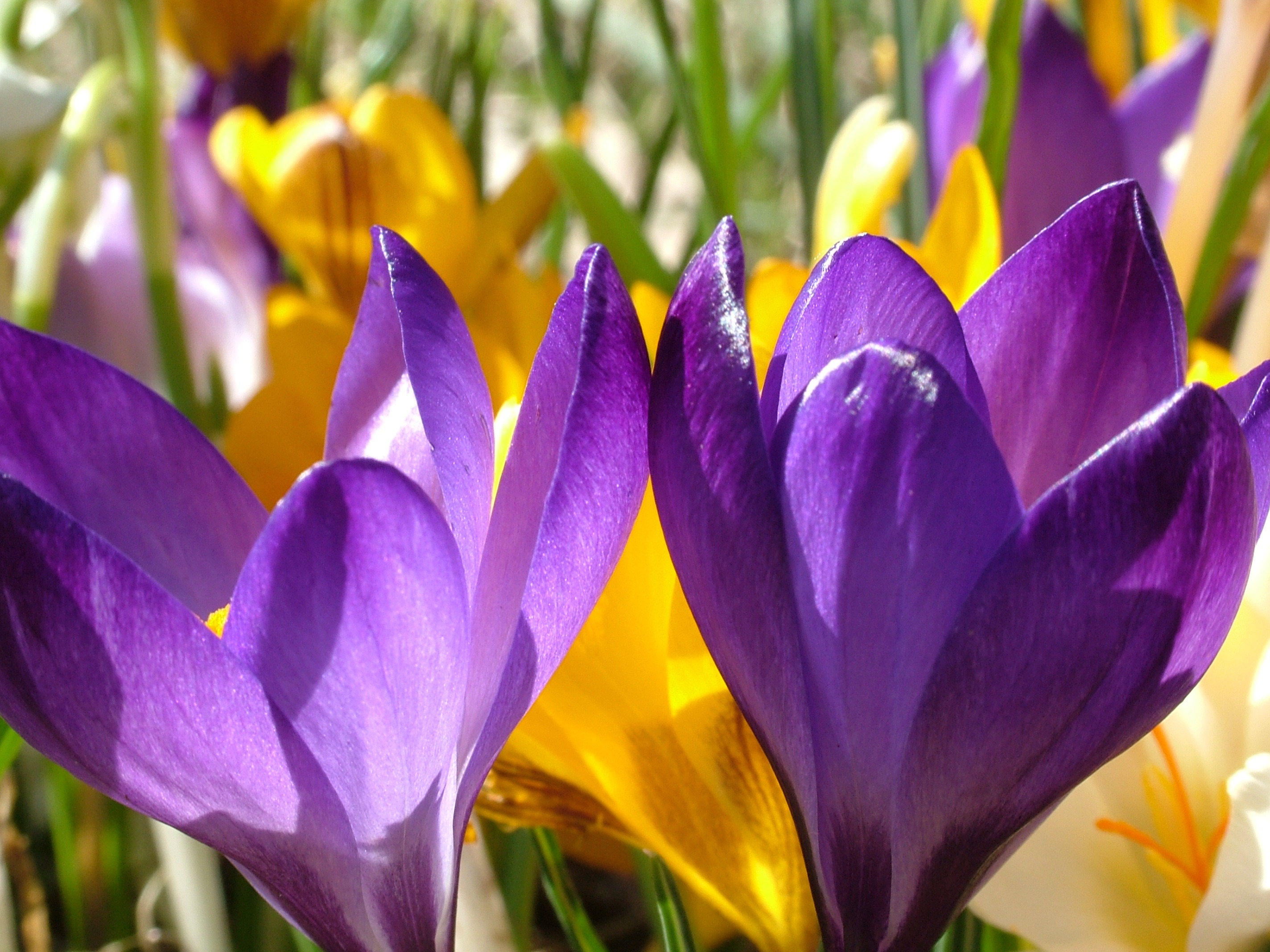 Laden Sie das Blumen, Blume, Nahansicht, Frühling, Krokus, Lila Blume, Erde/natur-Bild kostenlos auf Ihren PC-Desktop herunter