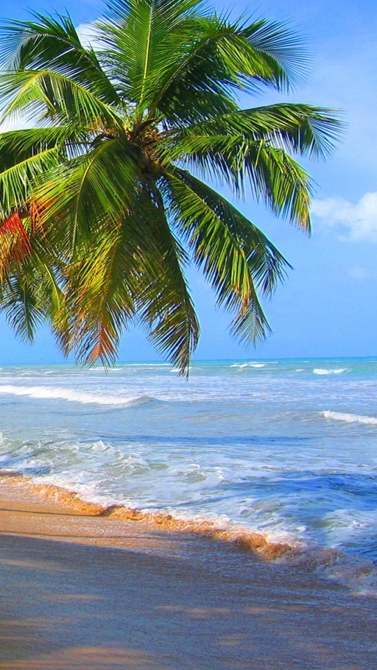 Descarga gratuita de fondo de pantalla para móvil de Playa, Horizonte, Océano, Tierra, Tropical, Tierra/naturaleza, Palmera, Tropico.