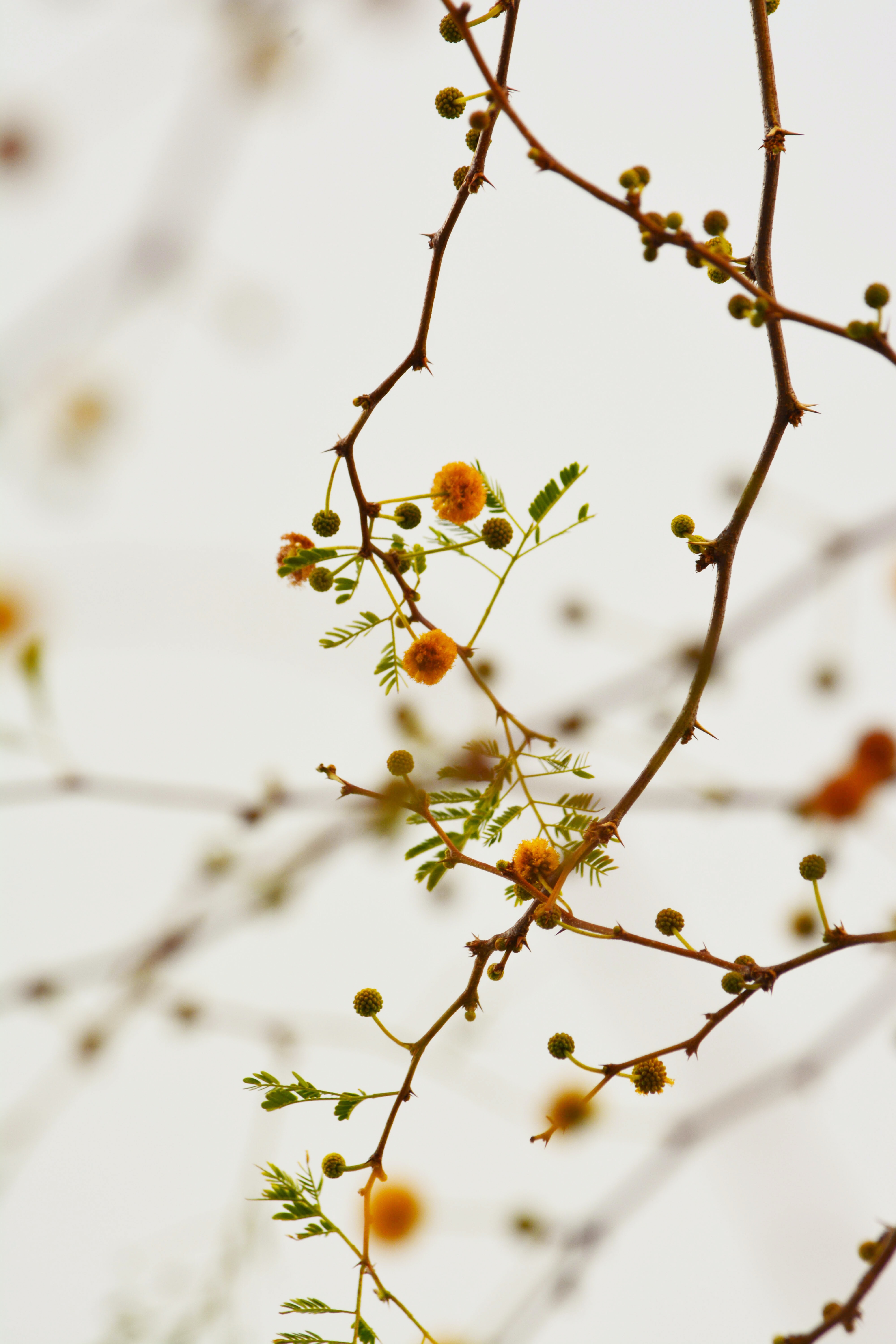 Download mobile wallpaper Branches, Bloom, Flowering, Plant, Flowers for free.