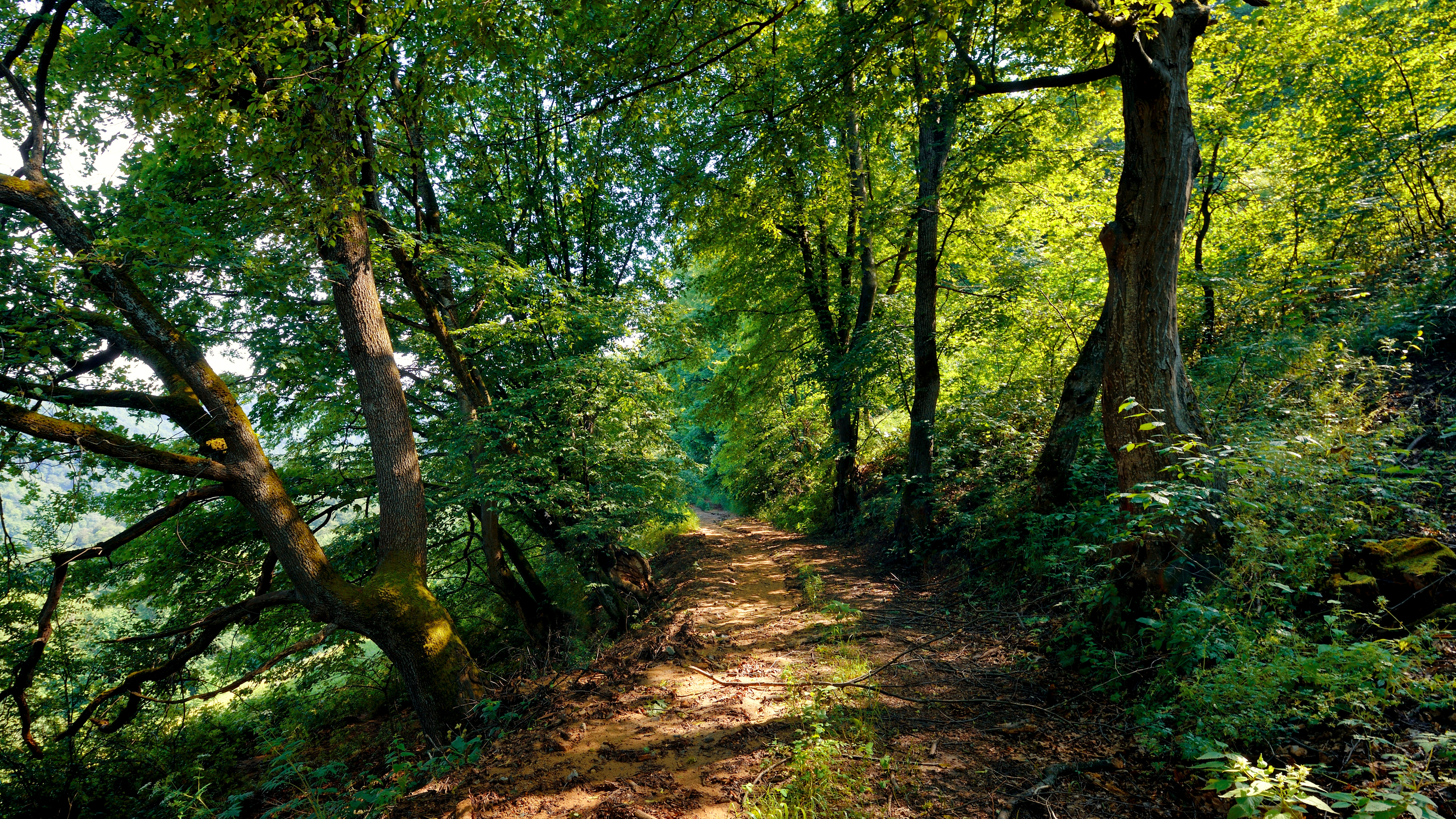 Baixar papel de parede para celular de Natureza, Caminho, Árvore, Terra/natureza gratuito.