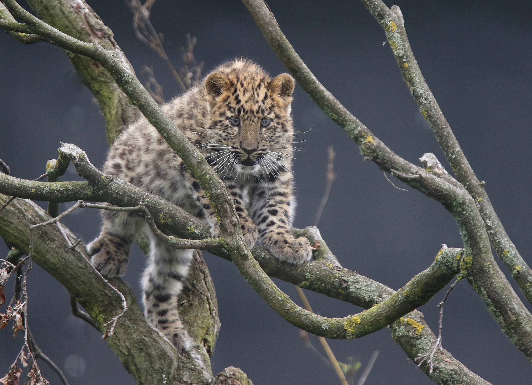 376105 скачать картинку амурский леопард, животные, леопард, ветка, кошки - обои и заставки бесплатно