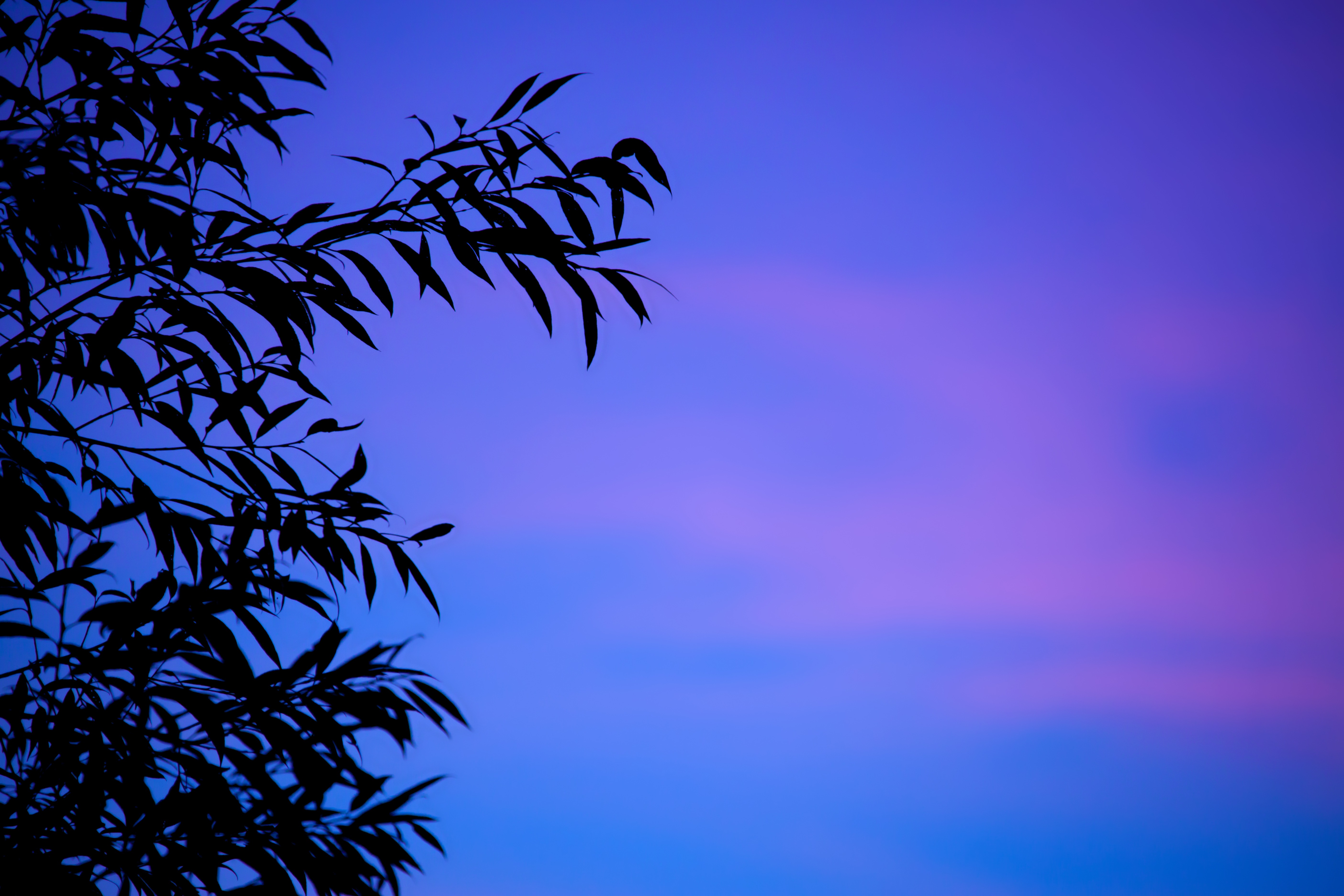 Free download wallpaper Nature, Sunset, Branches, Dusk, Sky, Twilight, Leaves, Gradient on your PC desktop