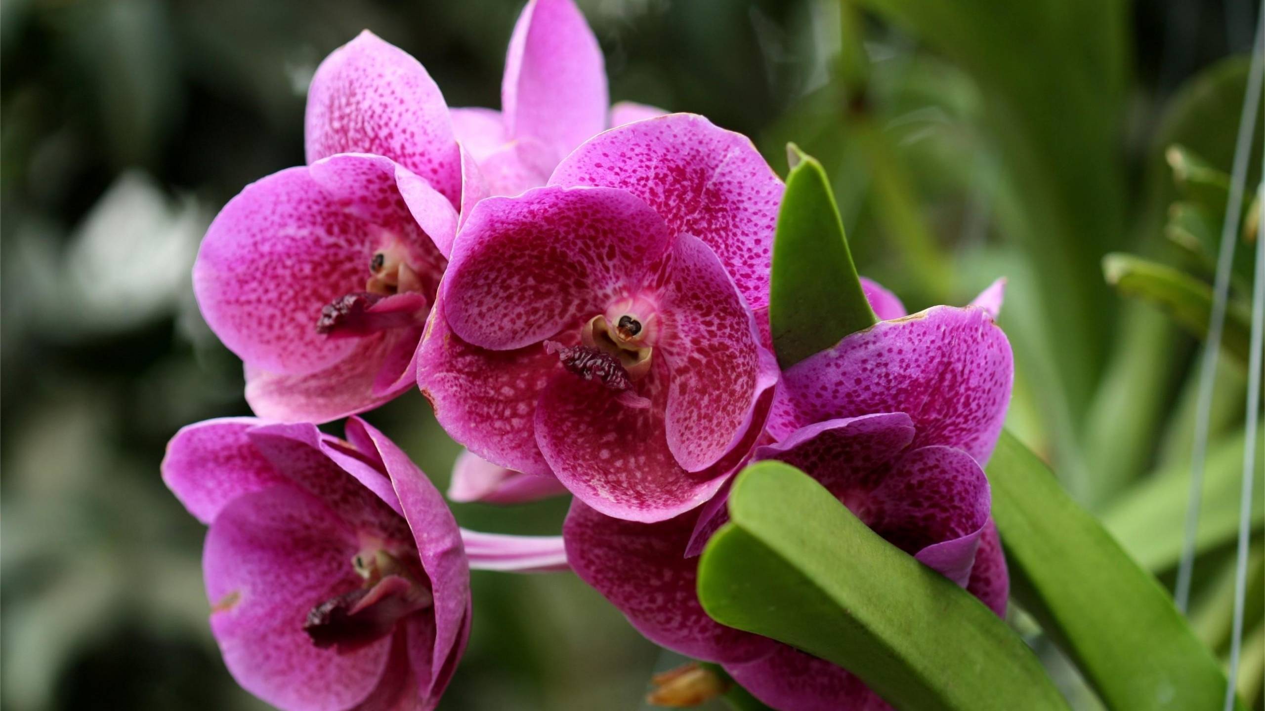 Download mobile wallpaper Flower, Earth, Orchid for free.