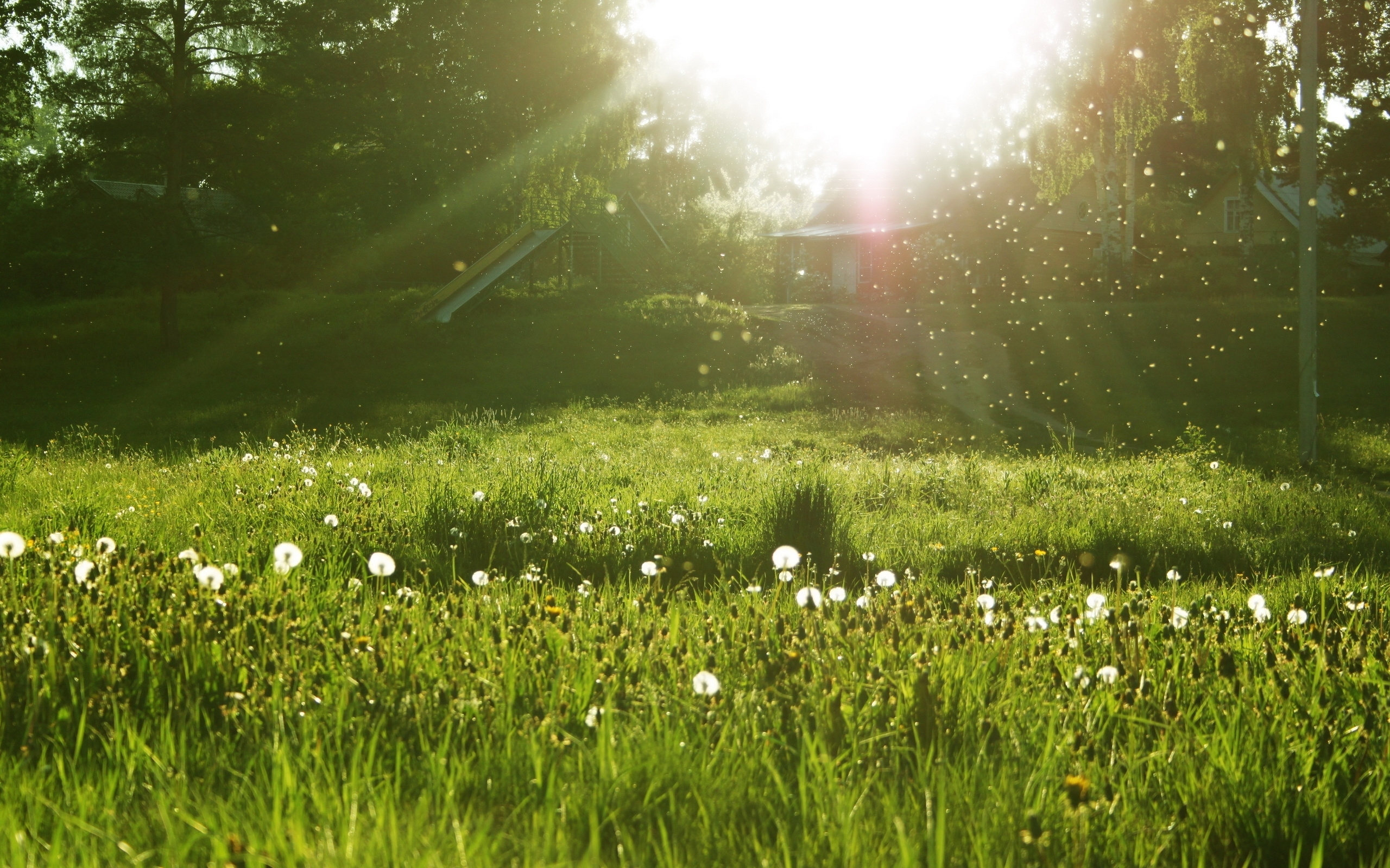 Laden Sie das Landschaft, Grass, Sun-Bild kostenlos auf Ihren PC-Desktop herunter