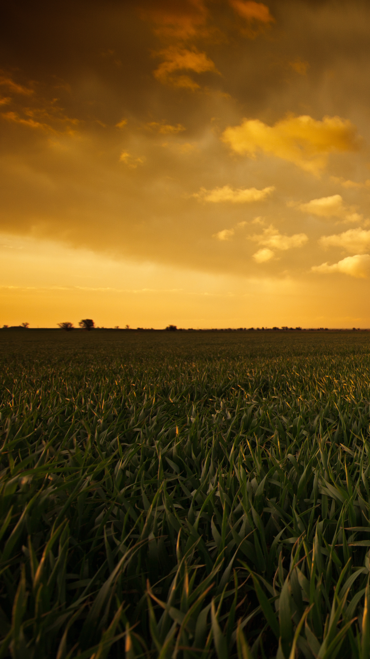 Handy-Wallpaper Feld, Himmel, Sonnenuntergang, Erde/natur, Aufstellen kostenlos herunterladen.