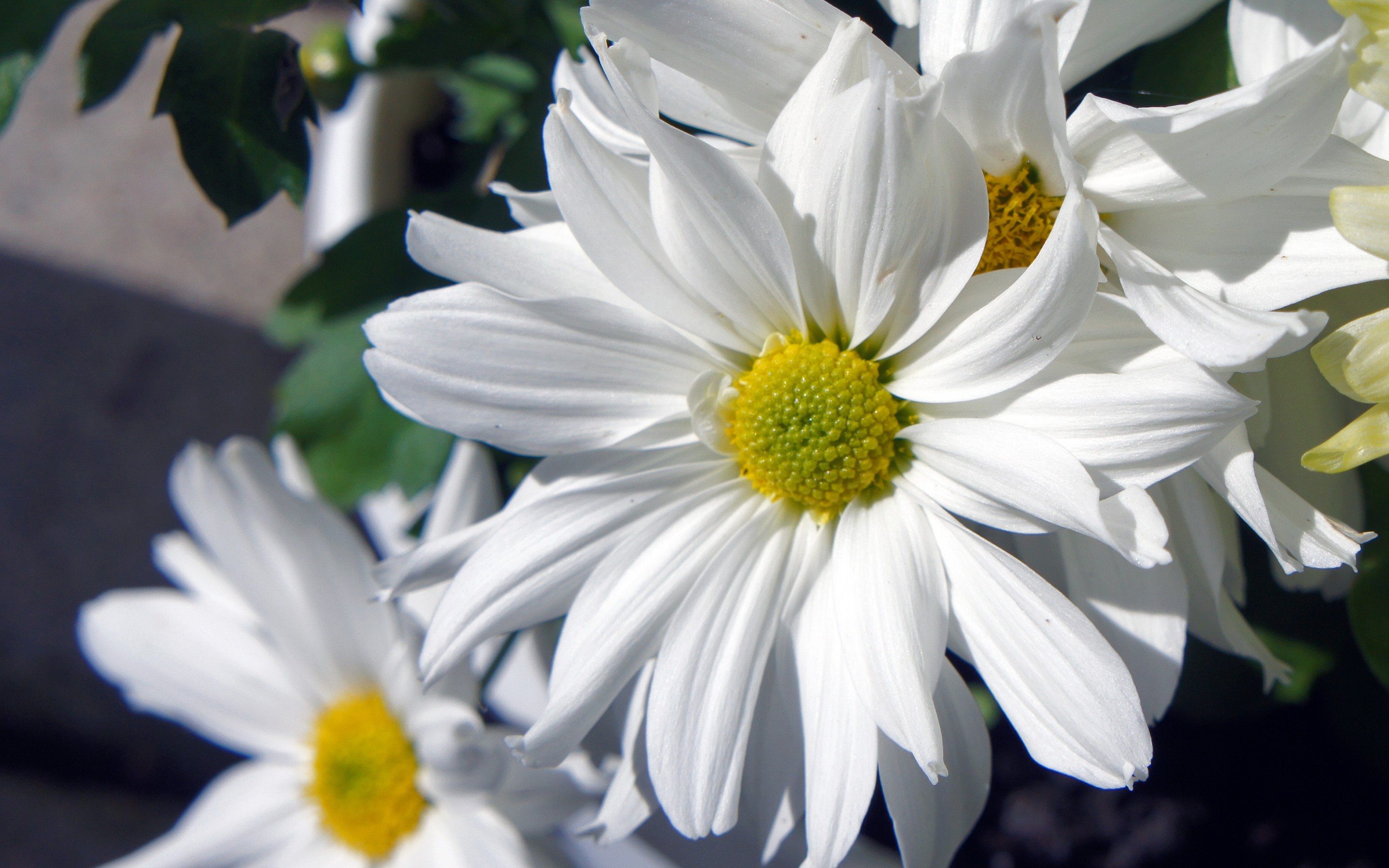 Descarga gratis la imagen Flores, Margarita, Tierra/naturaleza en el escritorio de tu PC