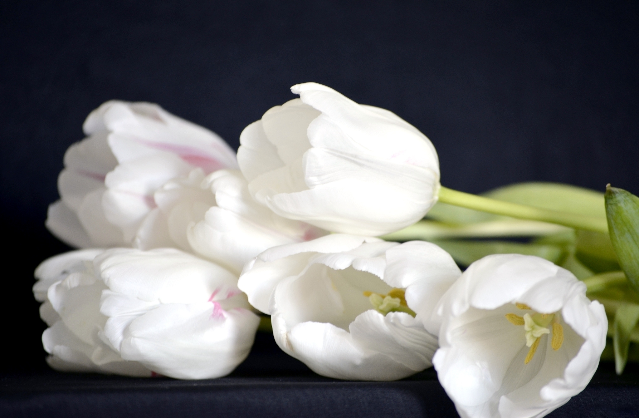 Free download wallpaper Flowers, Flower, Earth, Tulip, White Flower on your PC desktop