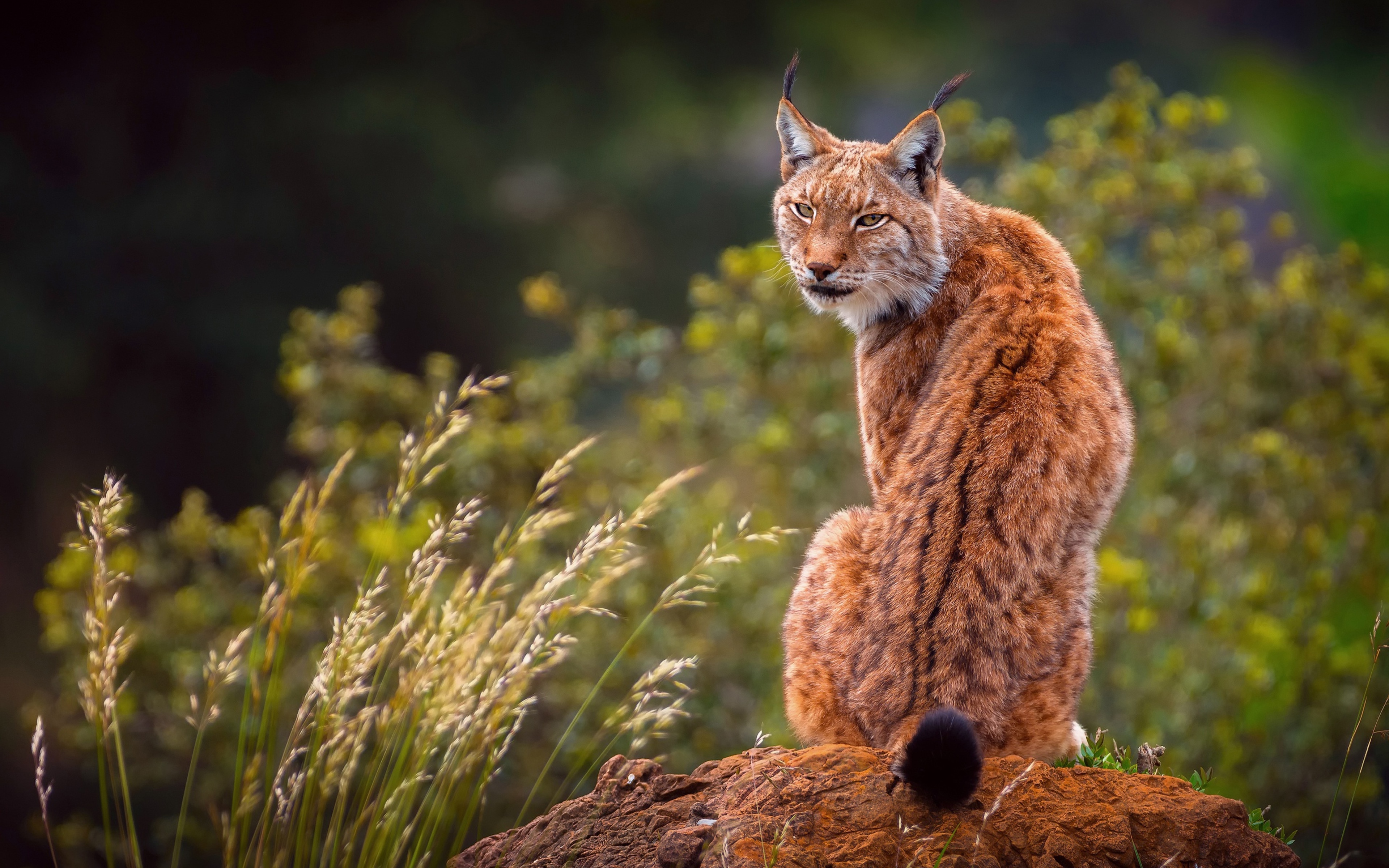 Handy-Wallpaper Tiere, Katzen, Luchs kostenlos herunterladen.