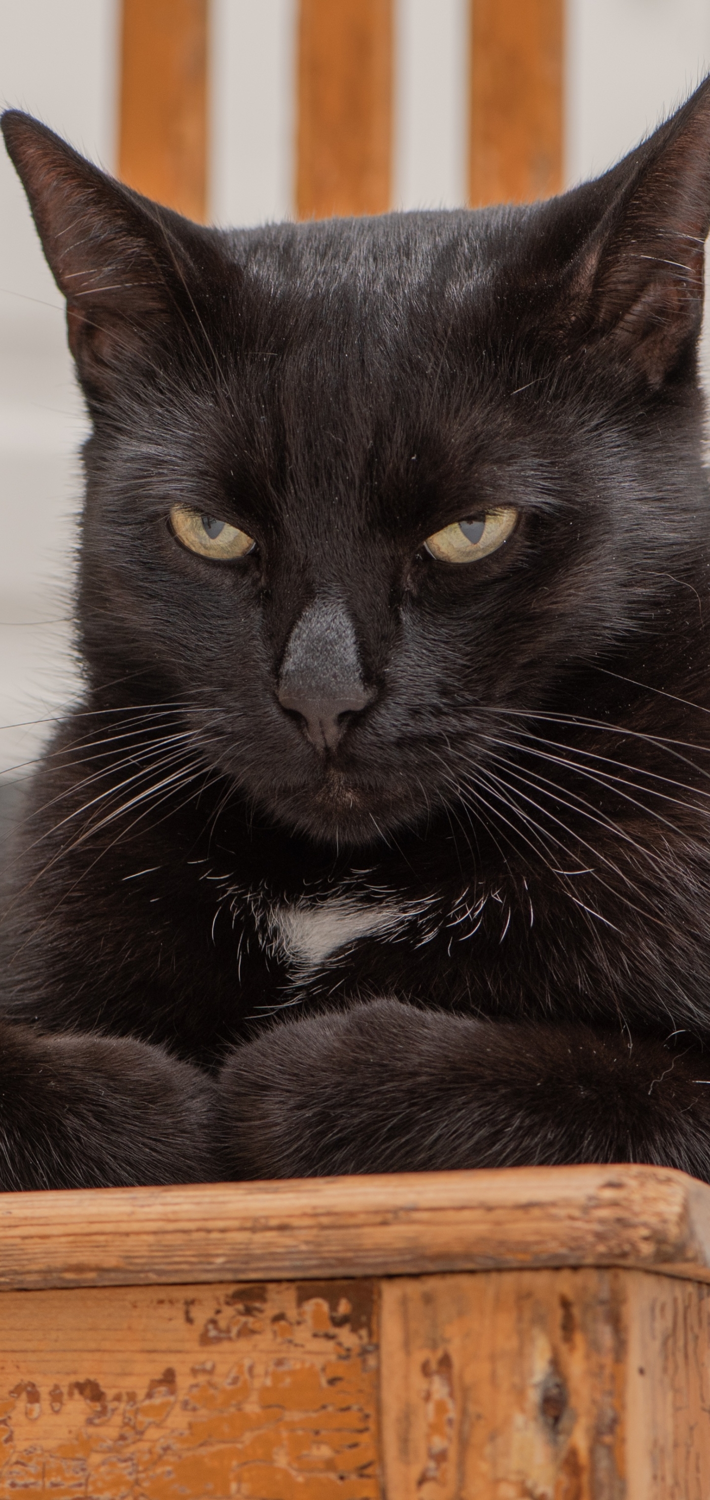 Baixe gratuitamente a imagem Animais, Gatos, Gato na área de trabalho do seu PC