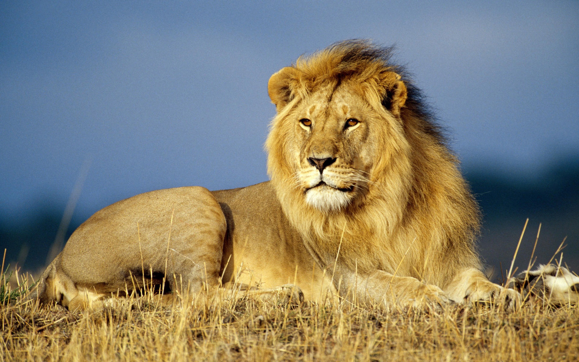 lions, animals, yellow download HD wallpaper
