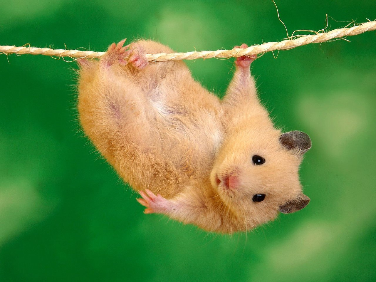 Download mobile wallpaper Hamsters, Animals for free.