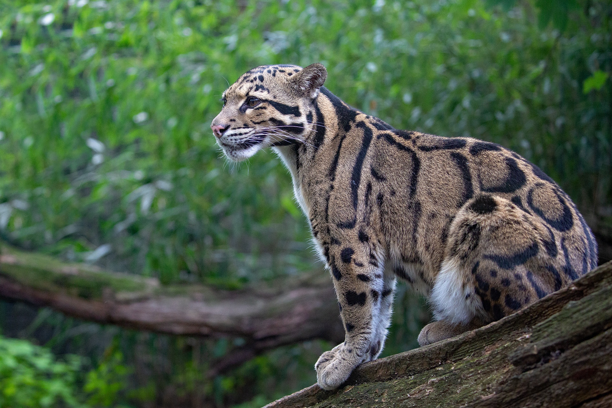 Download mobile wallpaper Cats, Animal, Clouded Leopard for free.
