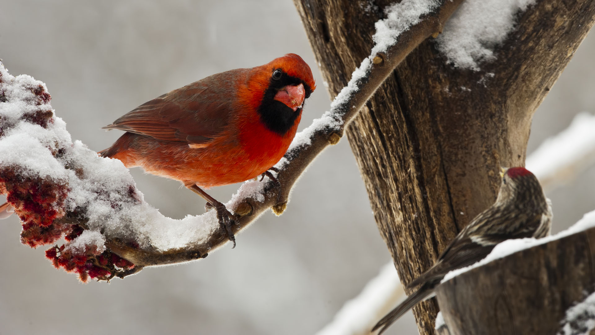 399246 descargar imagen animales, cardenal norteño, rama, cardenal, nieve, invierno, aves: fondos de pantalla y protectores de pantalla gratis