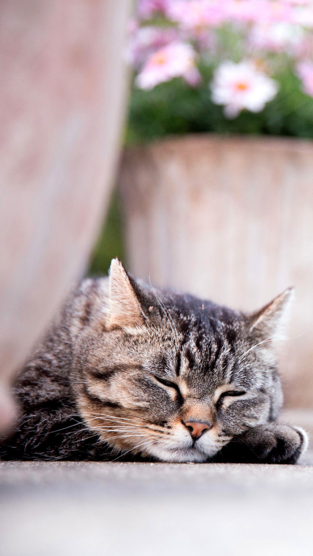 Descarga gratuita de fondo de pantalla para móvil de Animales, Gatos, Gato.