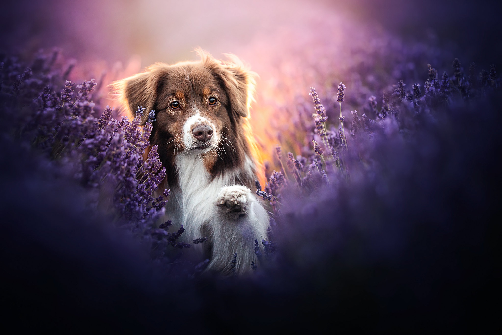 Handy-Wallpaper Tiere, Hunde, Hund, Australischer Hirte, Lavendel kostenlos herunterladen.