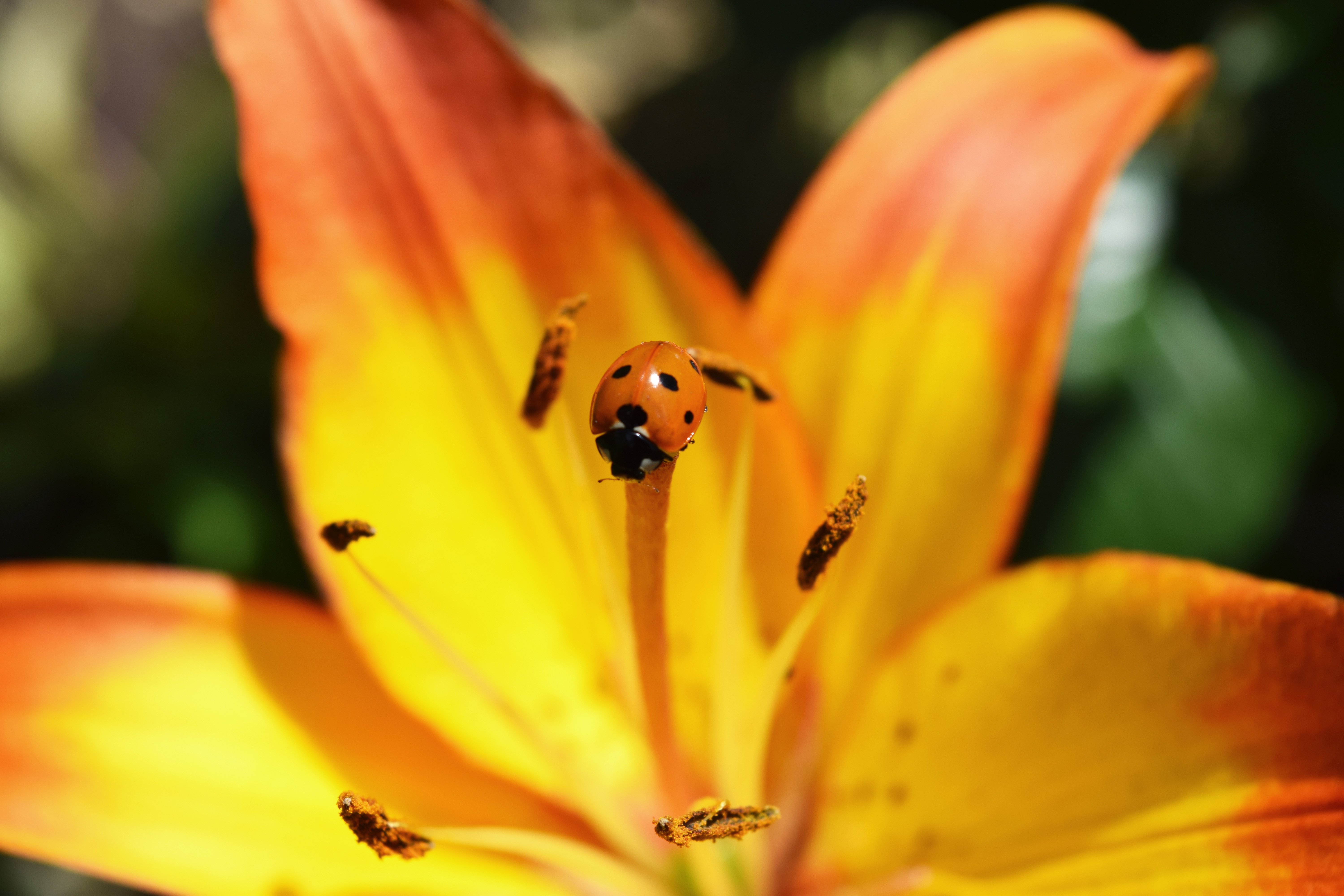 Download mobile wallpaper Flower, Macro, Insect, Animal, Ladybug, Lily for free.