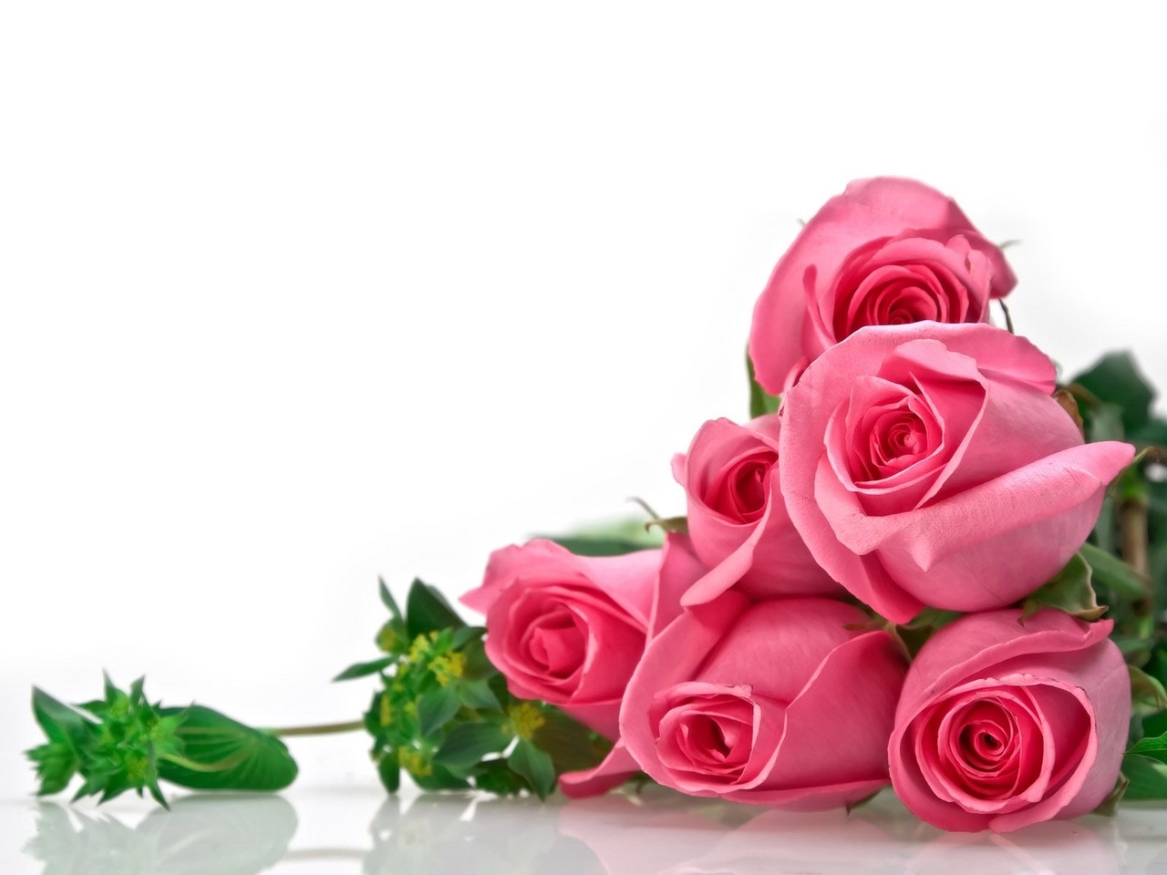 6208 завантажити шпалери 8 березня, свята, рослини, квіти, рози, білий - заставки і картинки безкоштовно