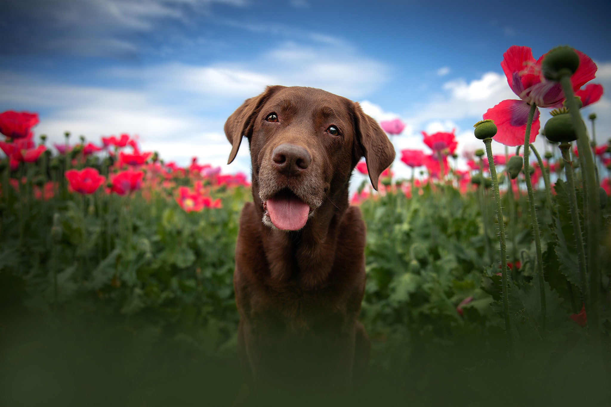 Cool Backgrounds  Dogs