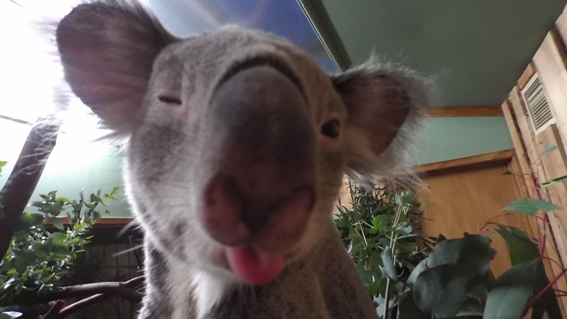 Téléchargez des papiers peints mobile Animaux, Koala gratuitement.