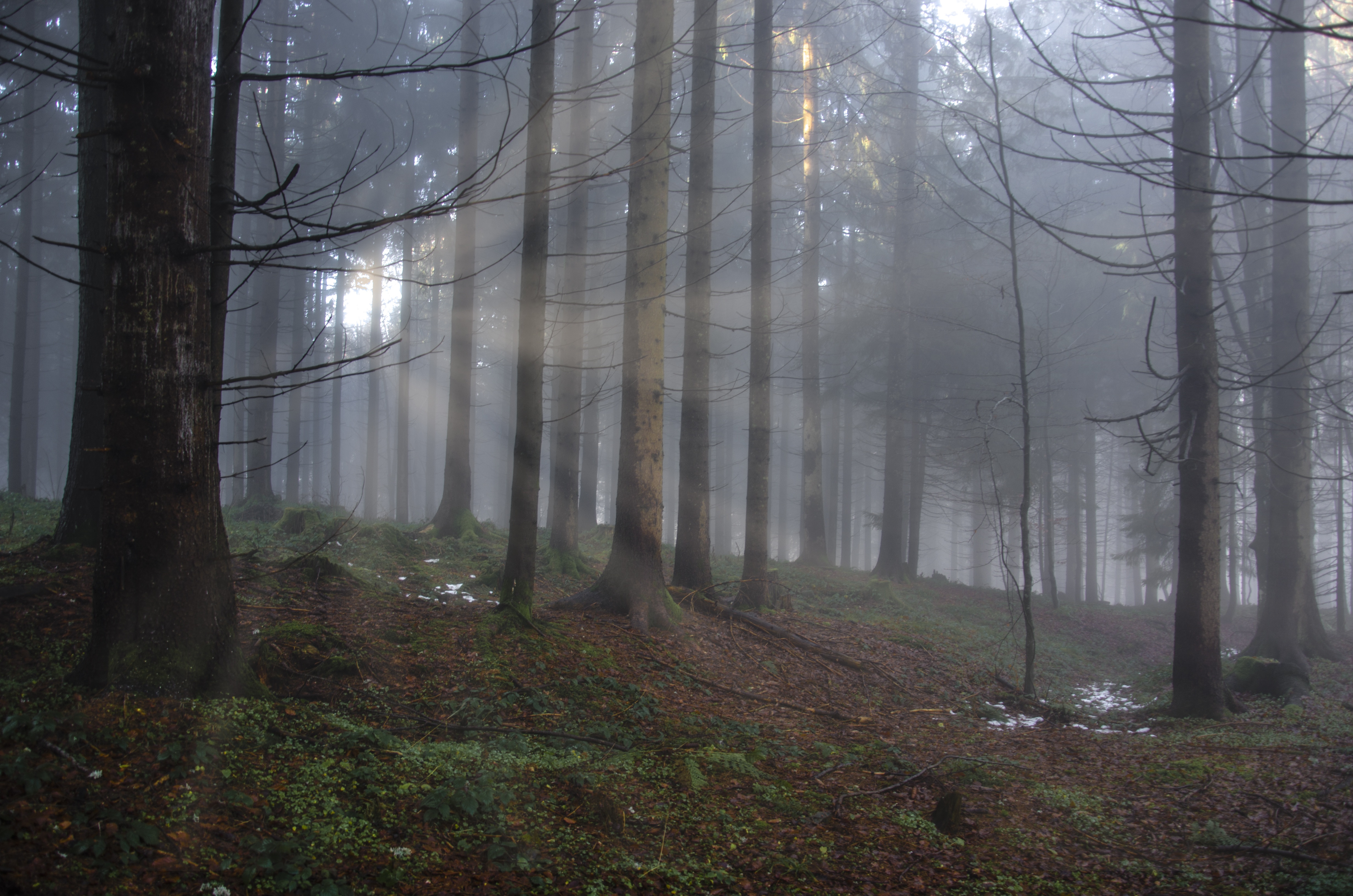 Handy-Wallpaper Natur, Wald, Baum, Sonnenstrahl, Erde/natur kostenlos herunterladen.