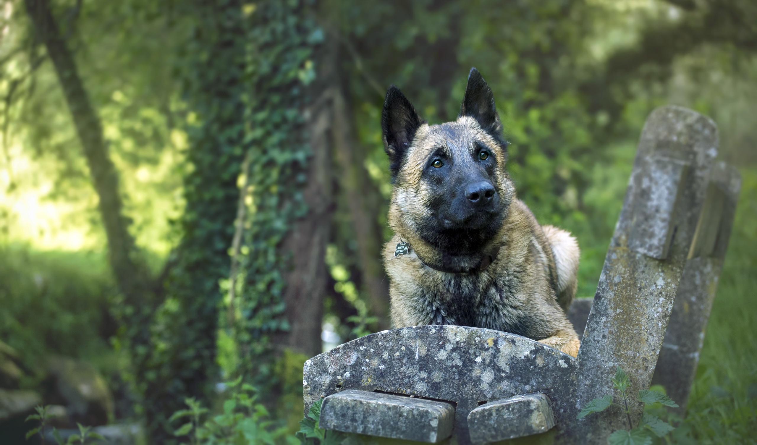Laden Sie das Tiere, Hunde, Hund, Schäferhund-Bild kostenlos auf Ihren PC-Desktop herunter