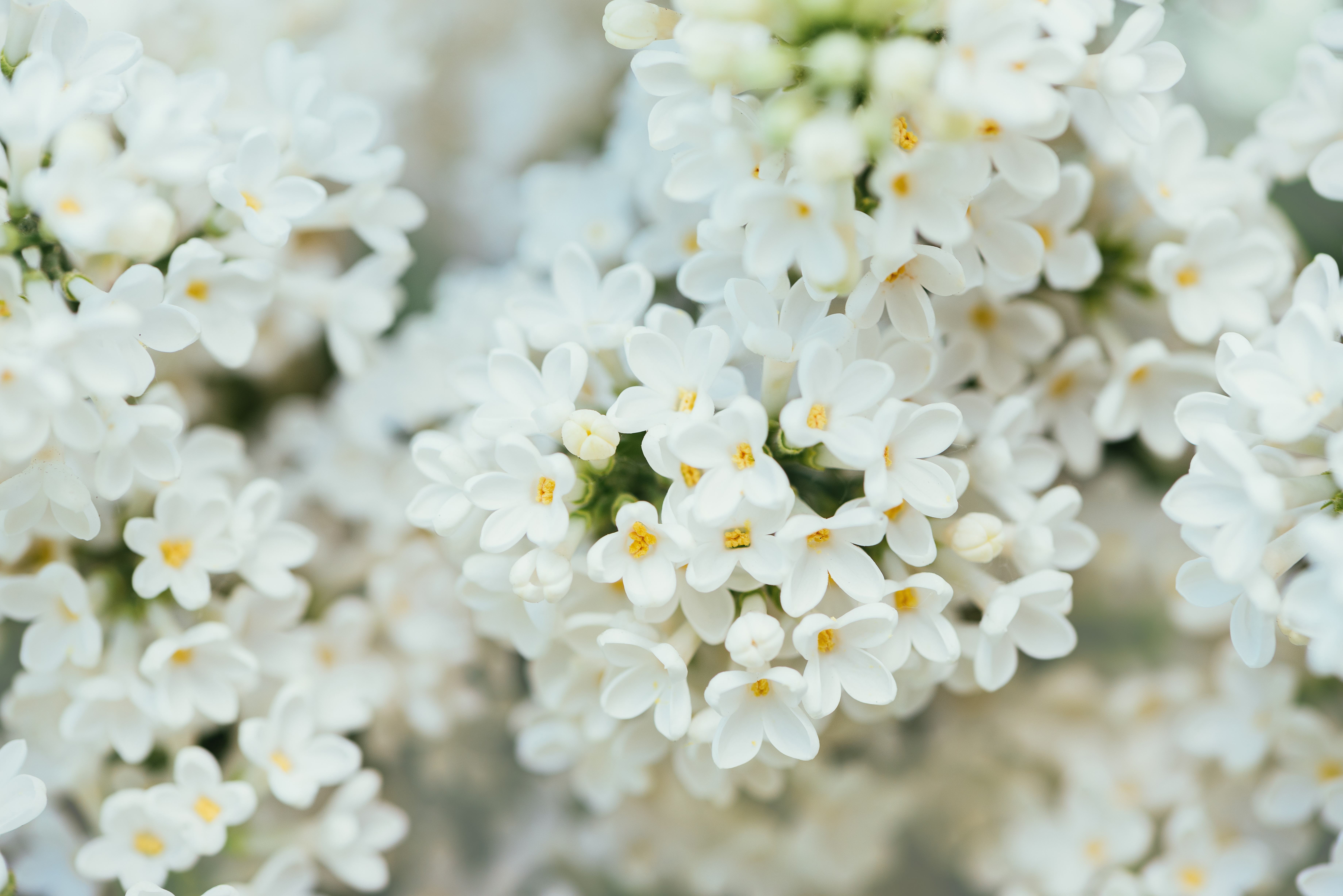 Free download wallpaper Nature, Flowers, Flower, Earth, White Flower on your PC desktop