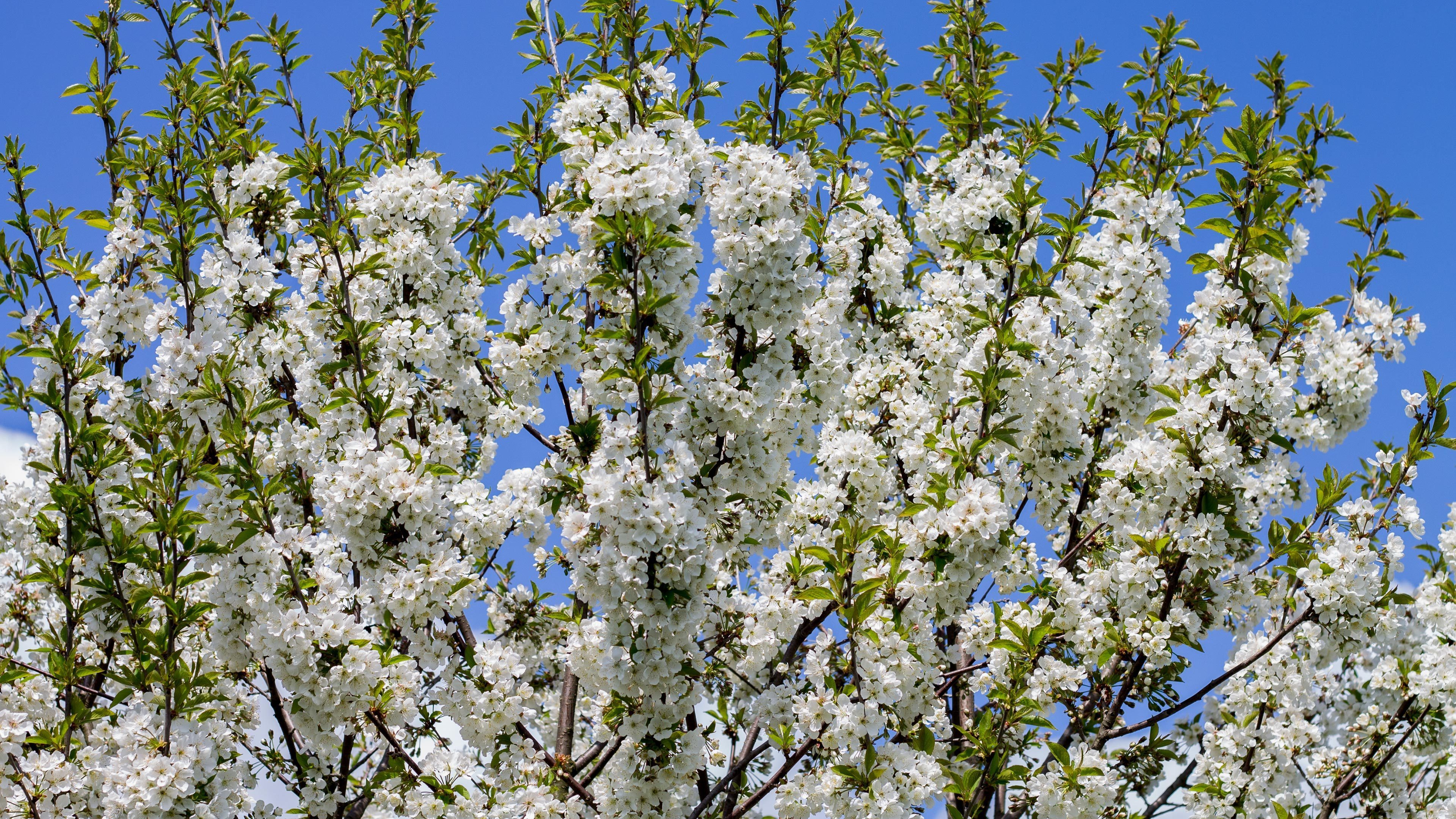 Завантажити шпалери безкоштовно Дерево, Цвітіння, Земля, Весна, Біла Квітка, Відділення, Флауерзи картинка на робочий стіл ПК