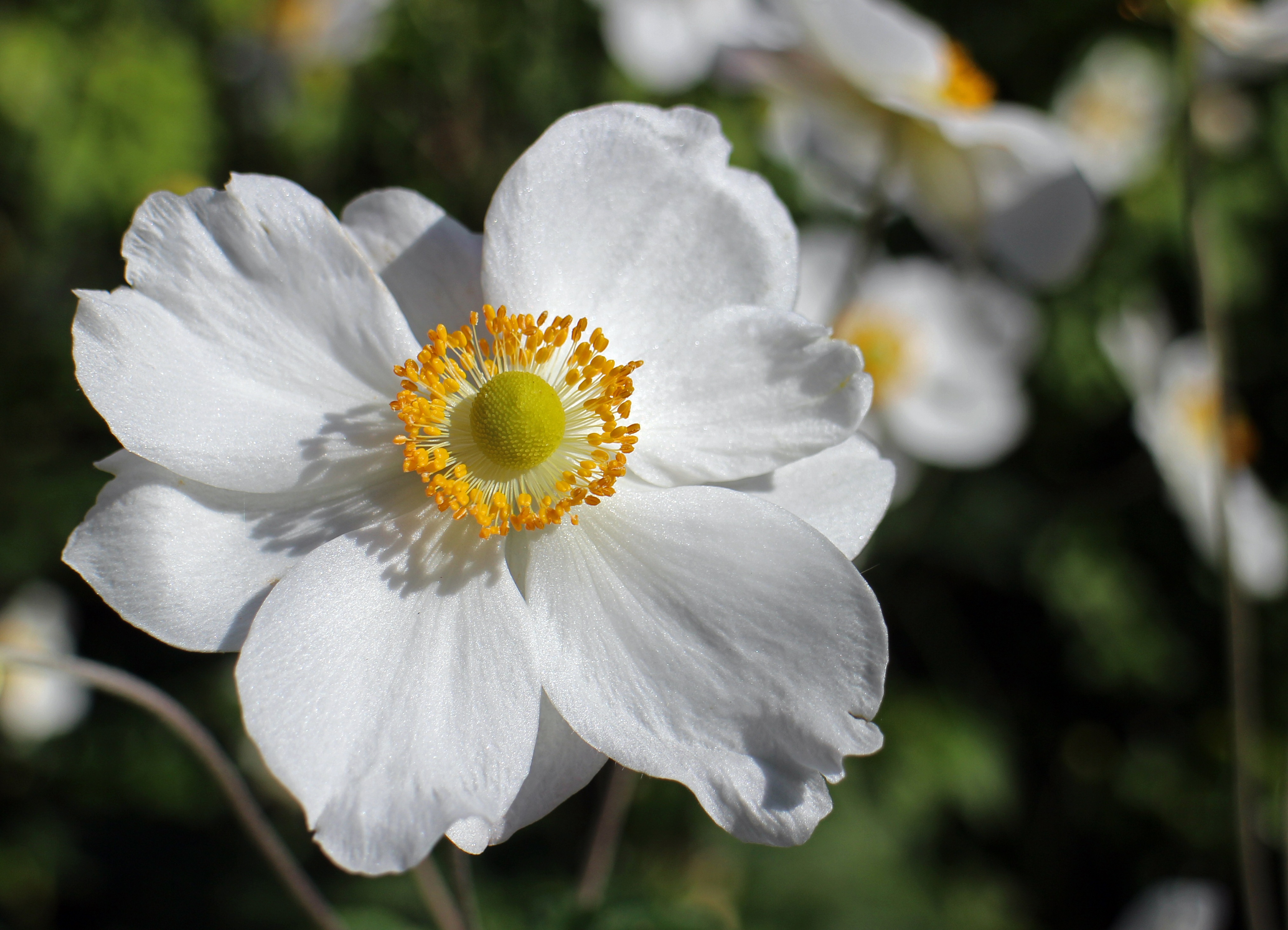 Descarga gratis la imagen Flores, Flor, Anémona, Flor Blanca, Tierra/naturaleza en el escritorio de tu PC