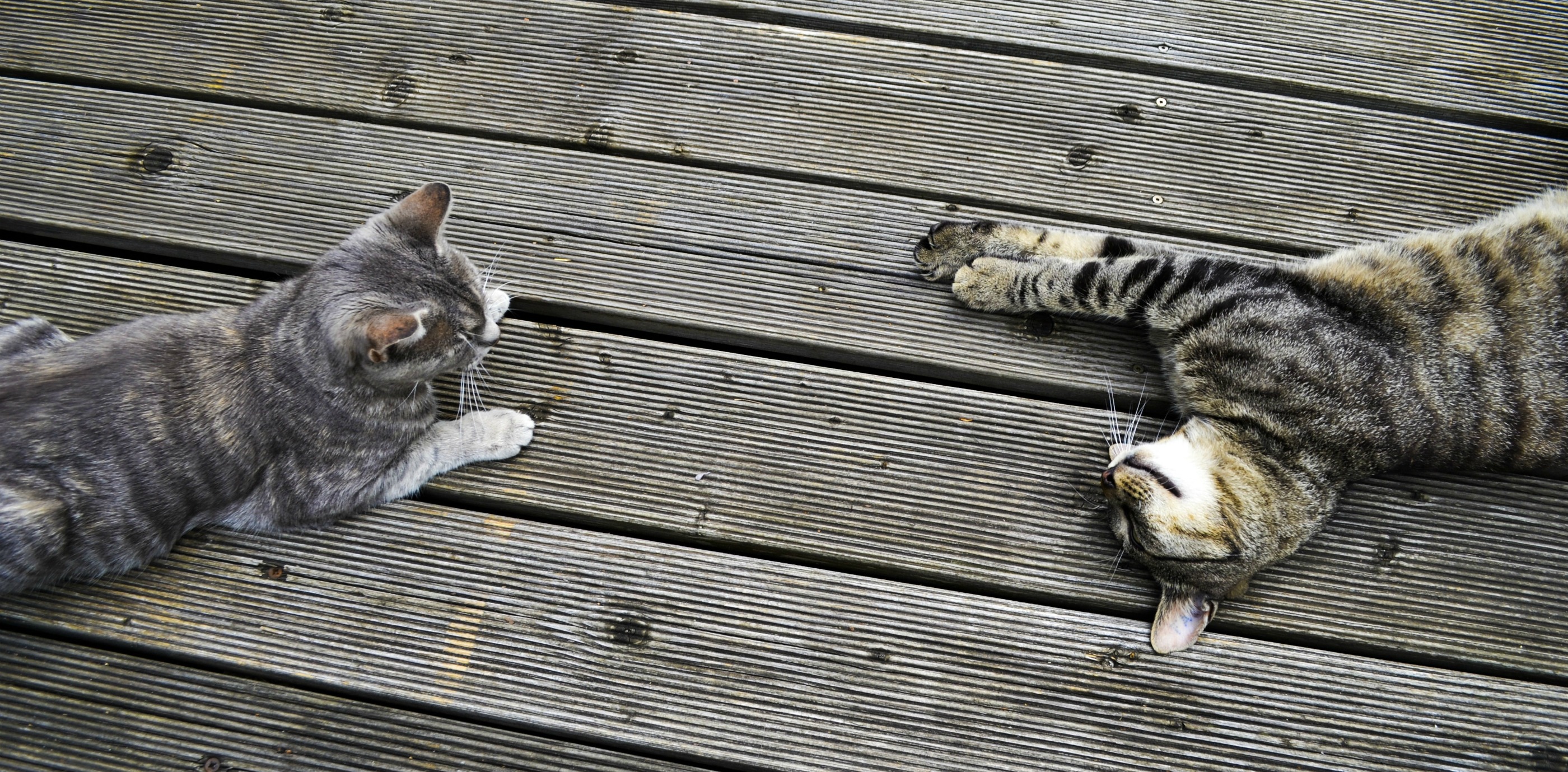 Baixe gratuitamente a imagem Animais, Gato na área de trabalho do seu PC