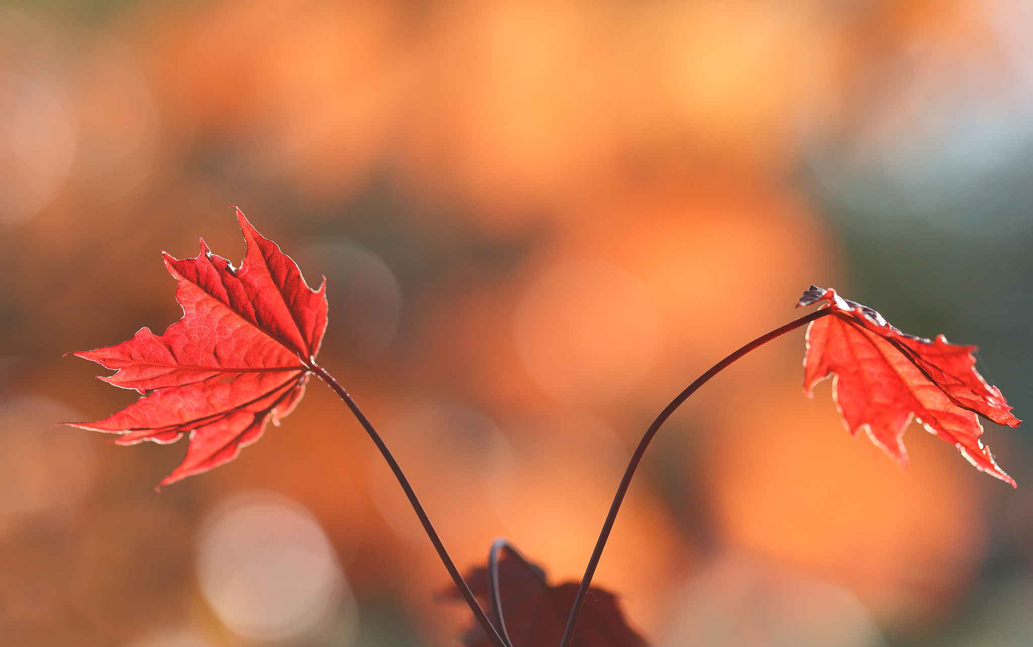 Descarga gratis la imagen Naturaleza, Otoño, Hoja, Bokeh, Tierra/naturaleza en el escritorio de tu PC