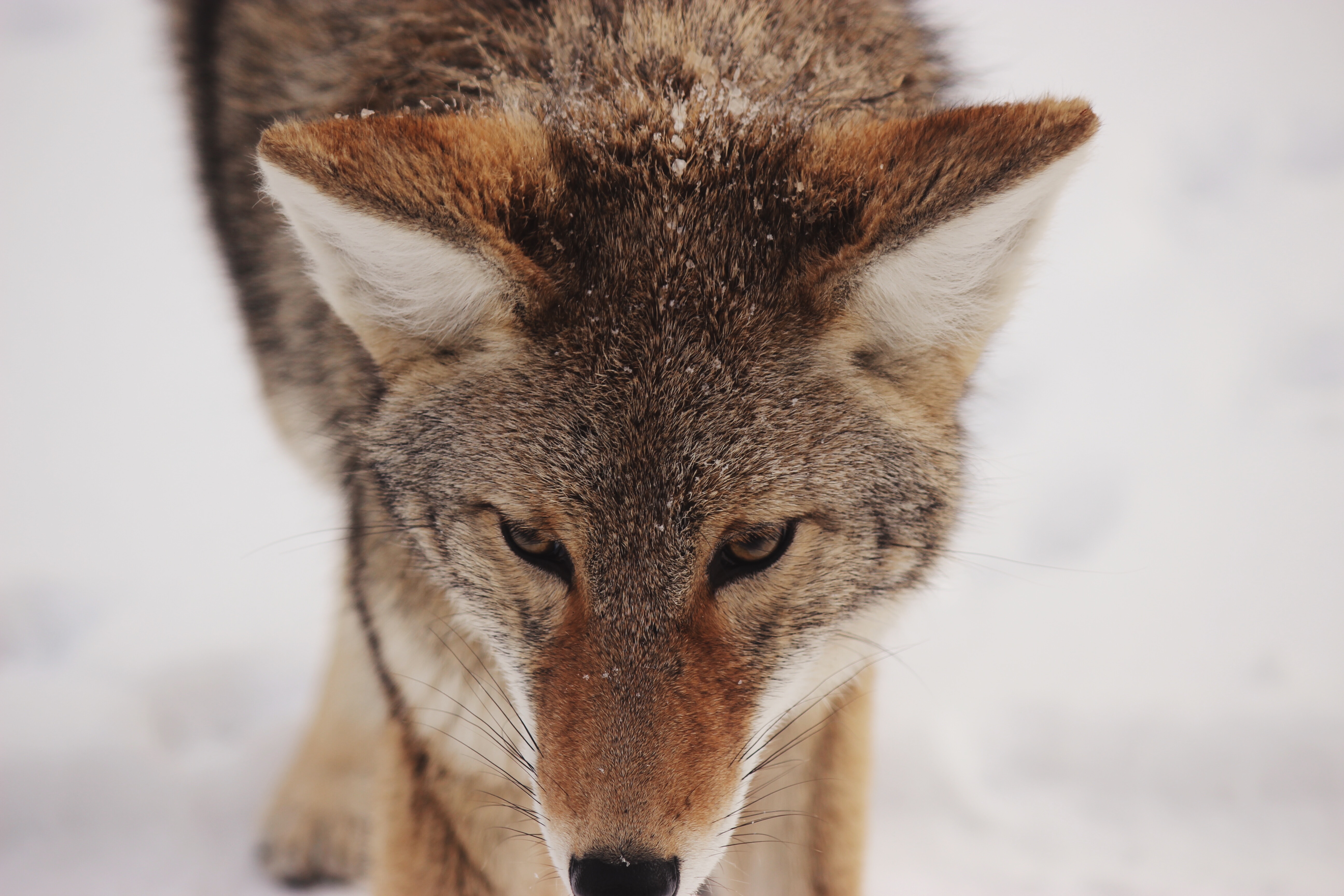 153934 descargar fondo de pantalla coyote, animales, nieve, depredador, visión, opinión, fauna silvestre, vida silvestre: protectores de pantalla e imágenes gratis