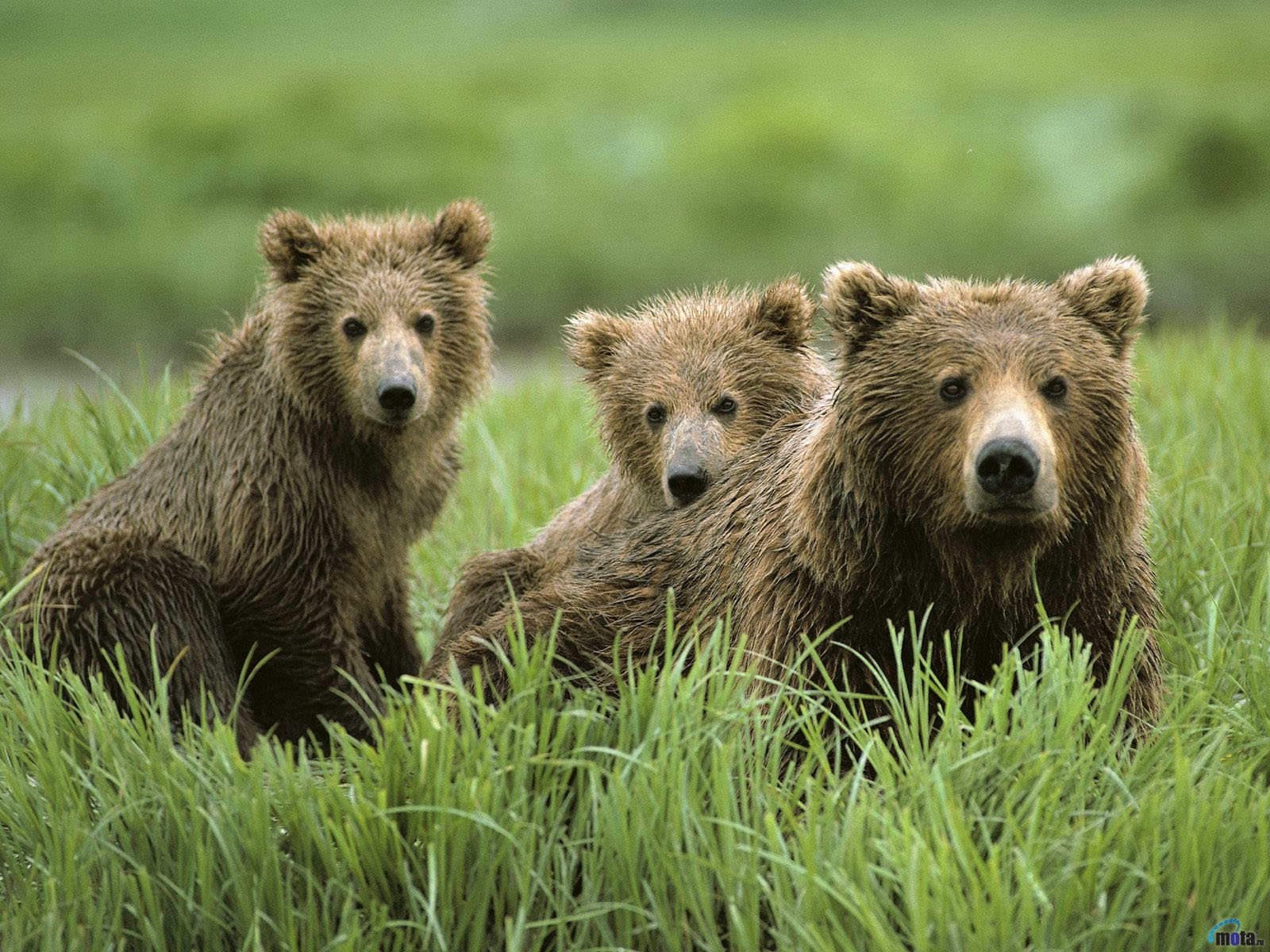 8530 télécharger l'image animaux, bears, vert - fonds d'écran et économiseurs d'écran gratuits