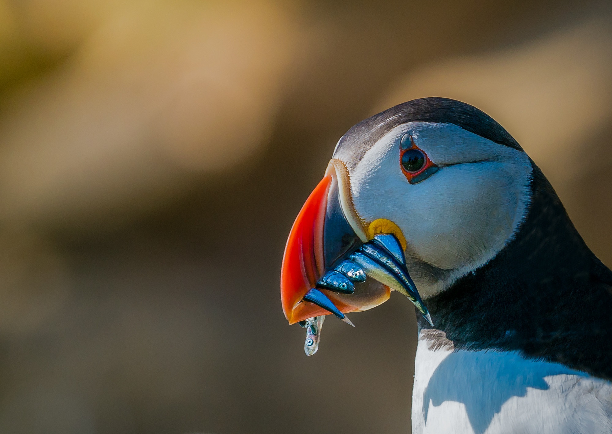 Download mobile wallpaper Birds, Animal, Puffin for free.