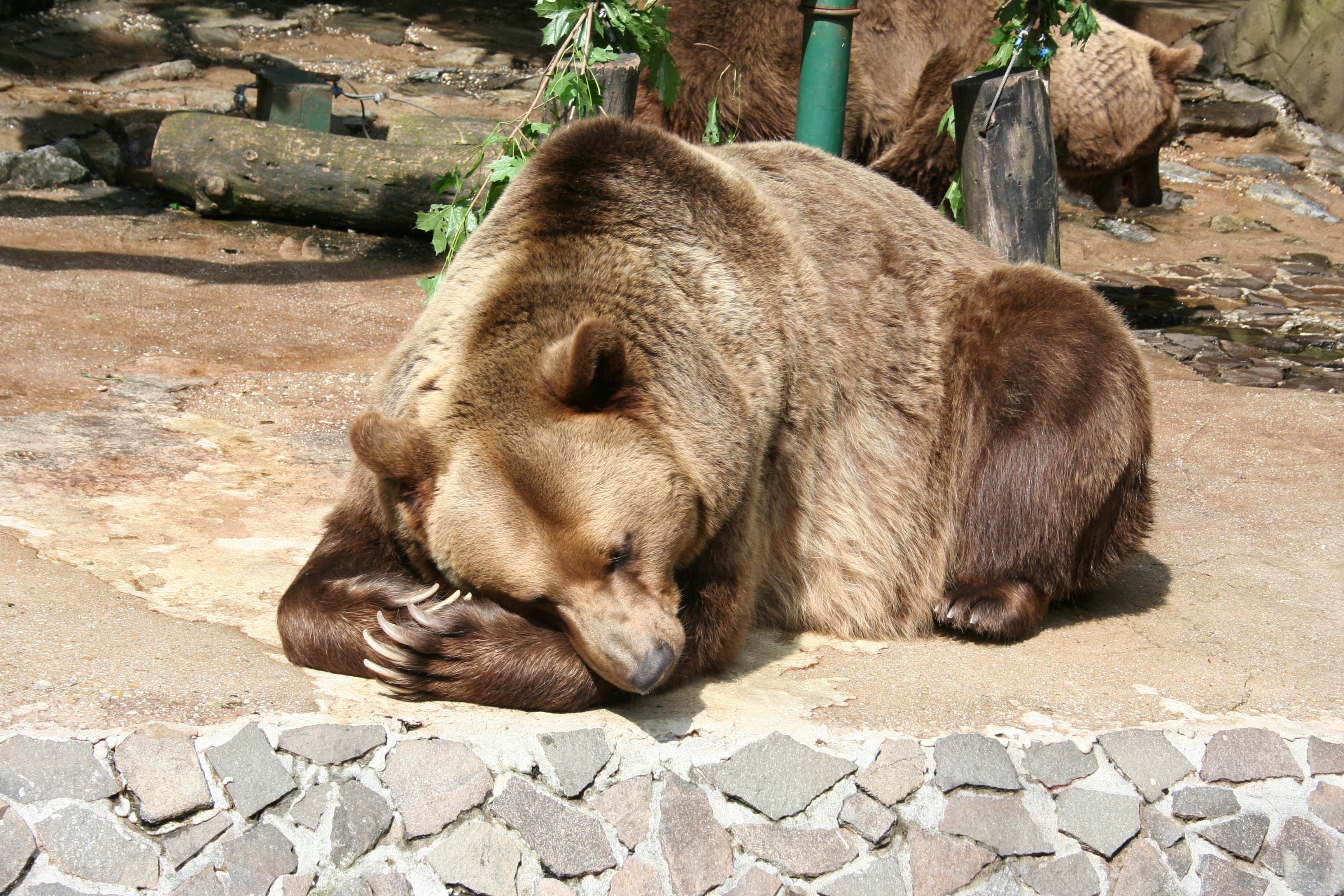animals, lies, bear, brown bear, reserve