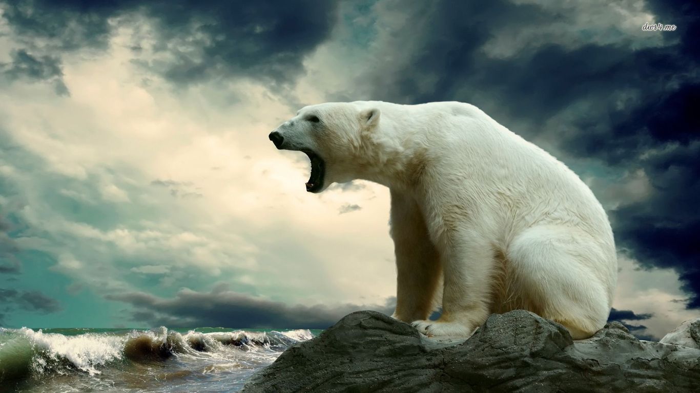 327293 télécharger l'image animaux, ours polair, ours - fonds d'écran et économiseurs d'écran gratuits