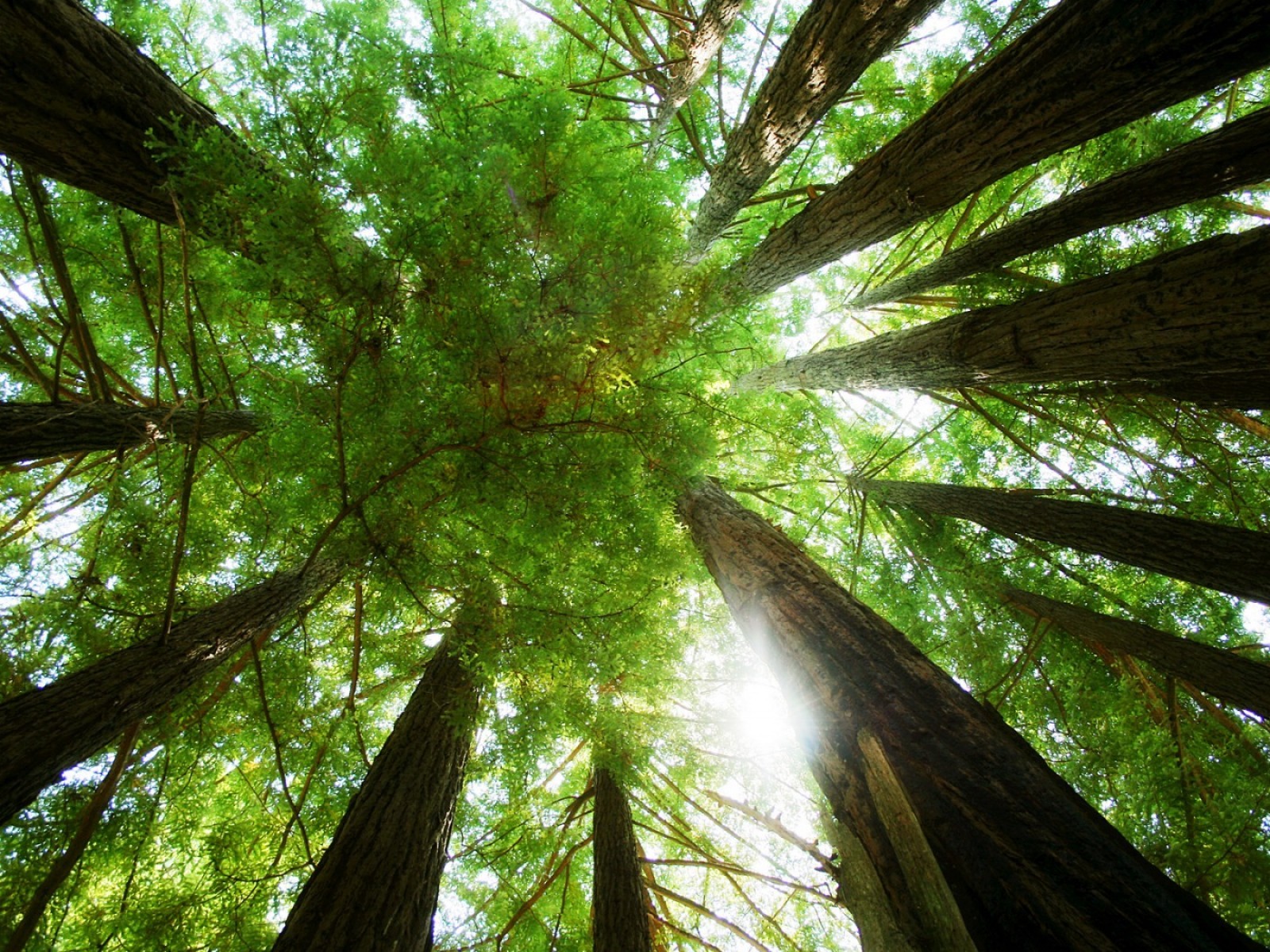 Free download wallpaper Forest, Earth on your PC desktop