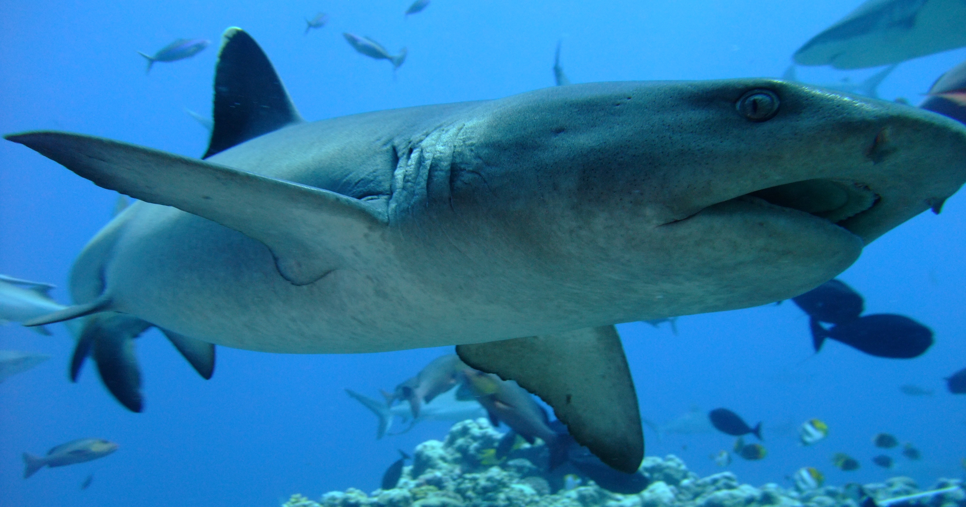 612697 baixar papel de parede animais, tubarão de recife de ponta branca, tubarão - protetores de tela e imagens gratuitamente