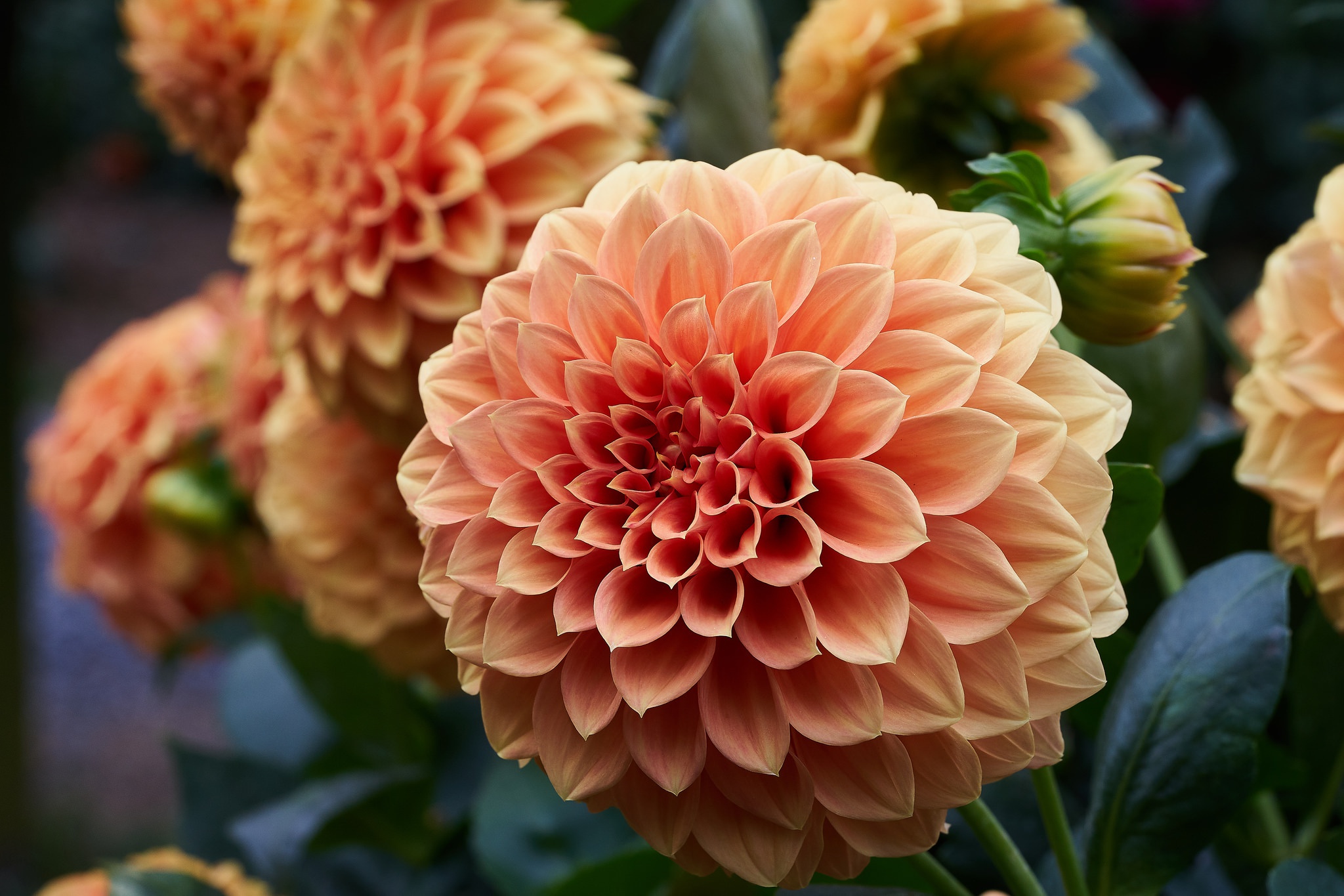 Free download wallpaper Nature, Flowers, Flower, Close Up, Earth, Dahlia, Peach Flower on your PC desktop