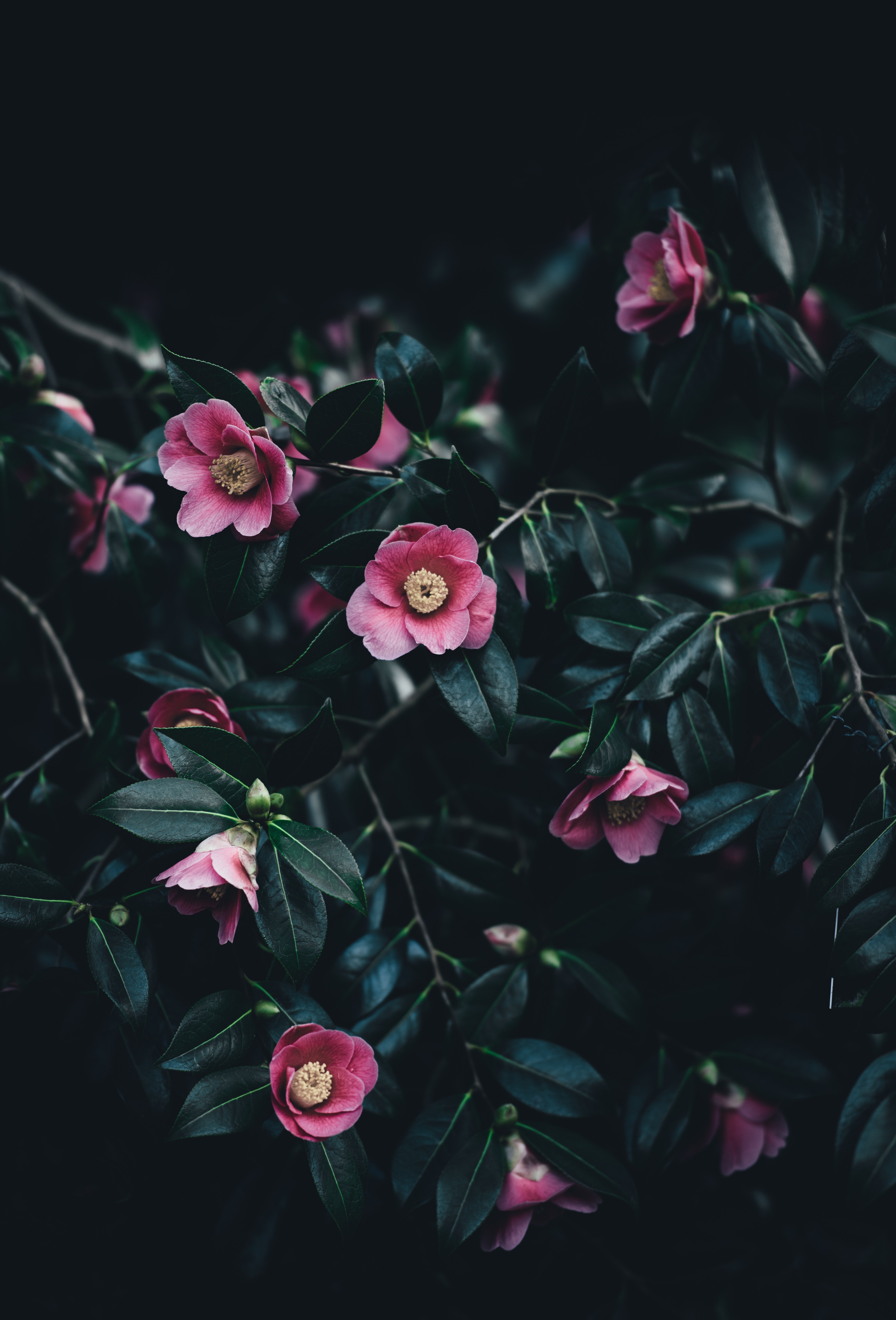 Download mobile wallpaper Camellia, Bush, Flowers, Pink for free.