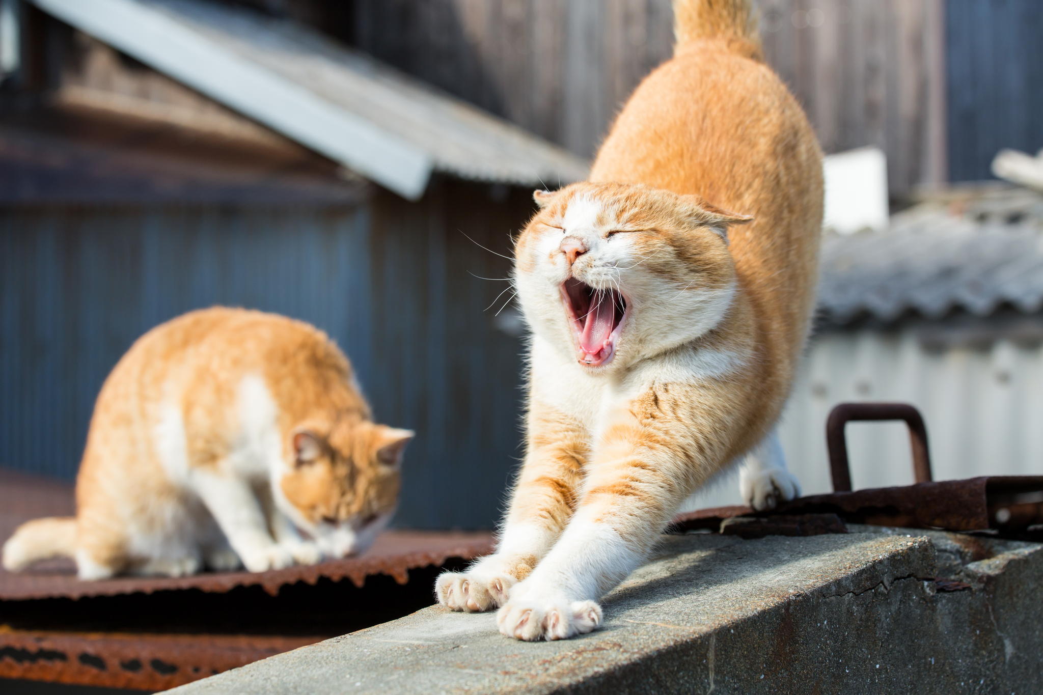 Laden Sie das Tiere, Katzen, Katze-Bild kostenlos auf Ihren PC-Desktop herunter