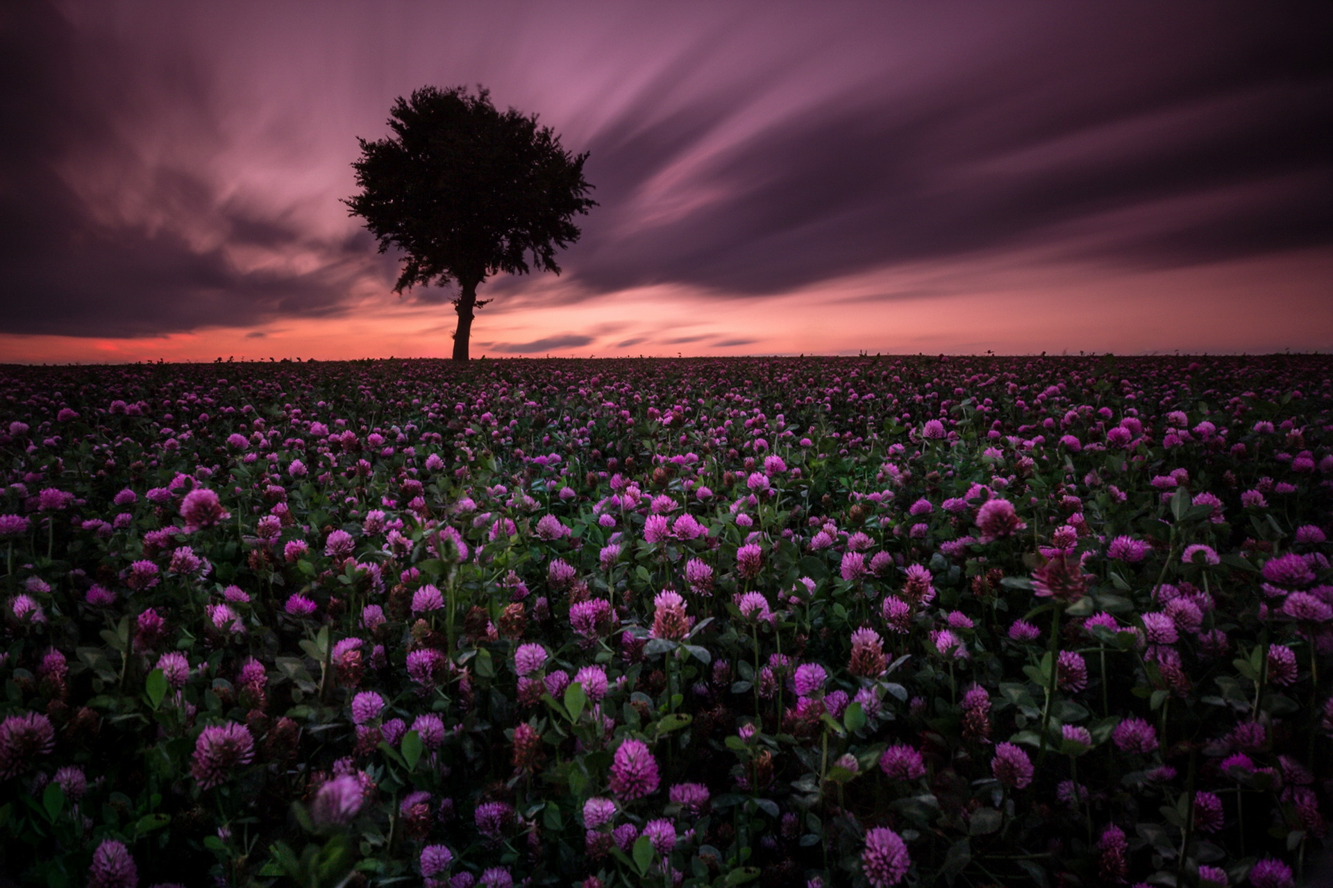 Download mobile wallpaper Nature, Flowers, Sunset, Flower, Tree, Earth, Field, Purple Flower, Lonely Tree for free.