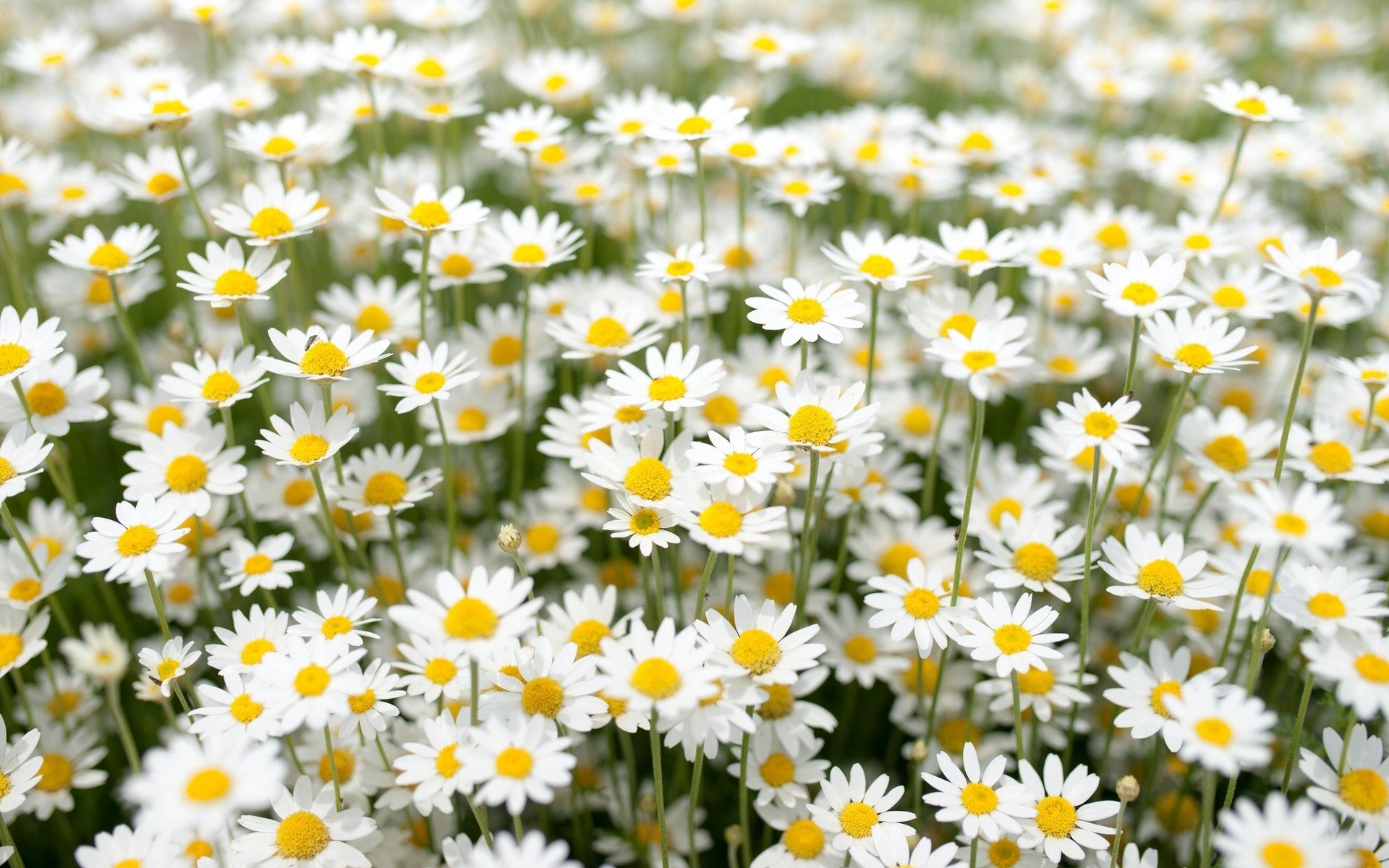 Download mobile wallpaper Flowers, Flower, Earth, Field, Daisy, White Flower for free.