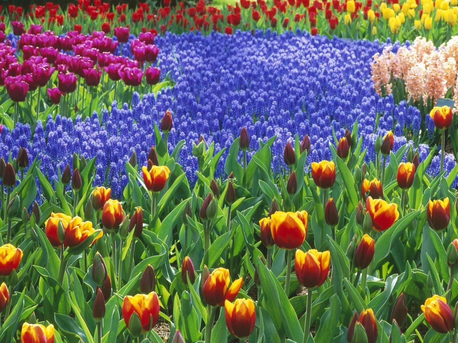 Descarga gratuita de fondo de pantalla para móvil de Flores, Plantas, Fondo, Tulipanes.