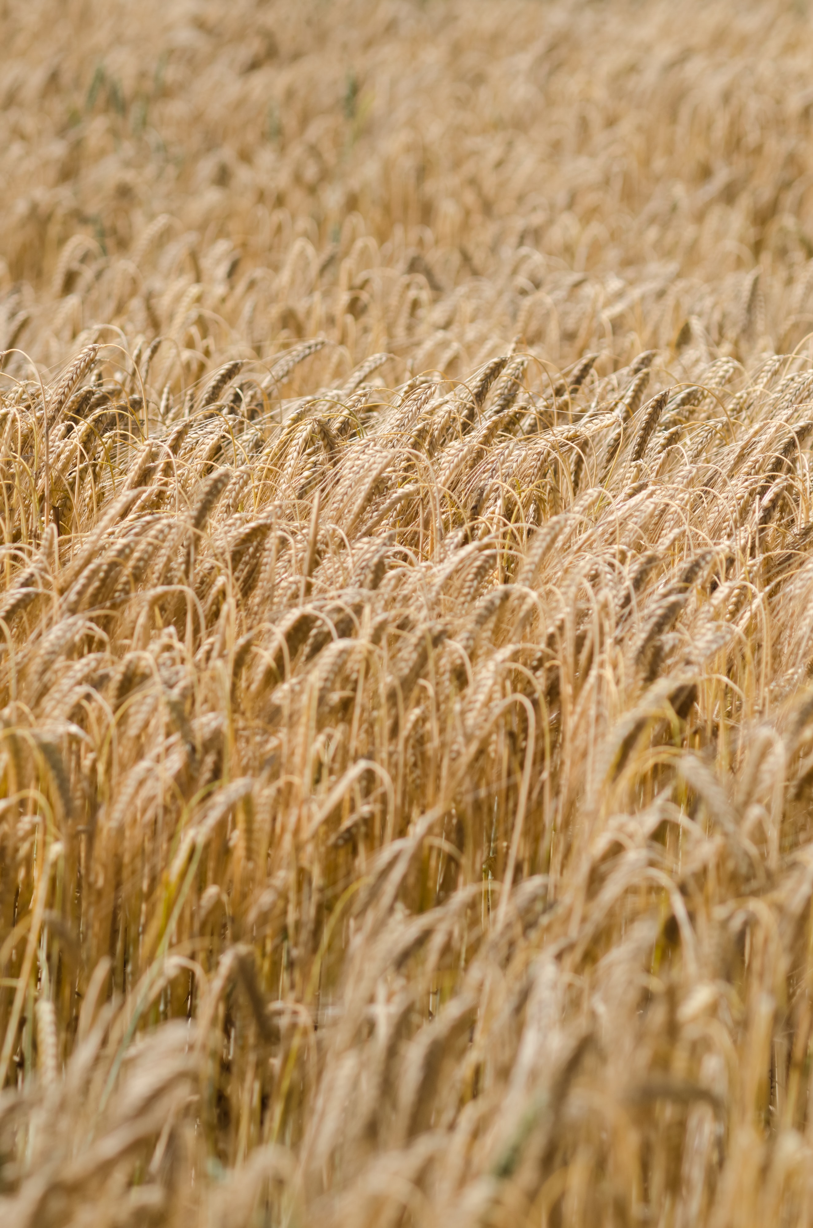 Download mobile wallpaper Ears, Spikes, Dry, Field, Nature, Wheat for free.